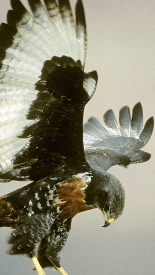 Téléchargez des papiers peints mobile Animaux, Aigle, Des Oiseaux gratuitement.