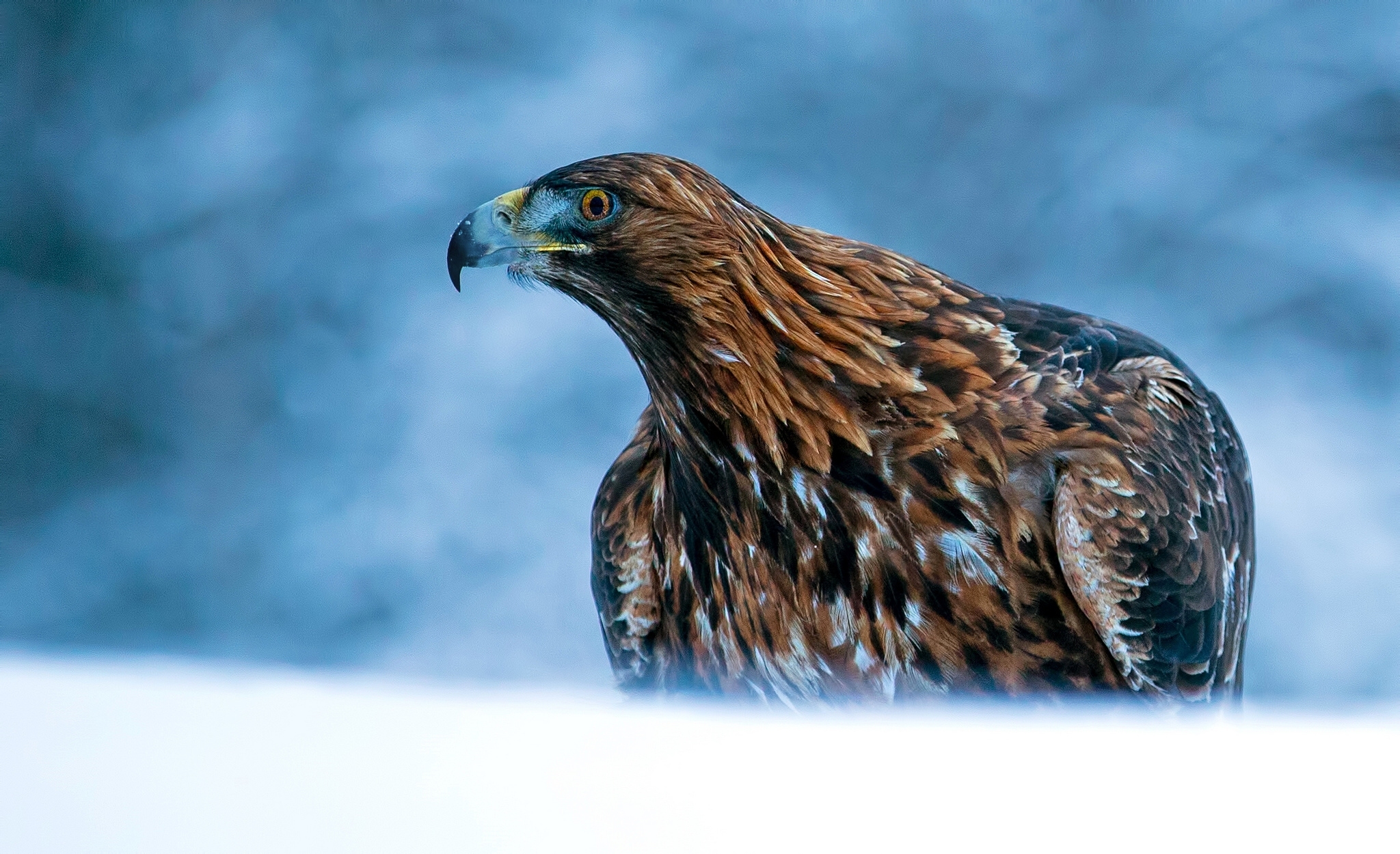 Free download wallpaper Birds, Bird, Animal, Eagle, Bird Of Prey on your PC desktop