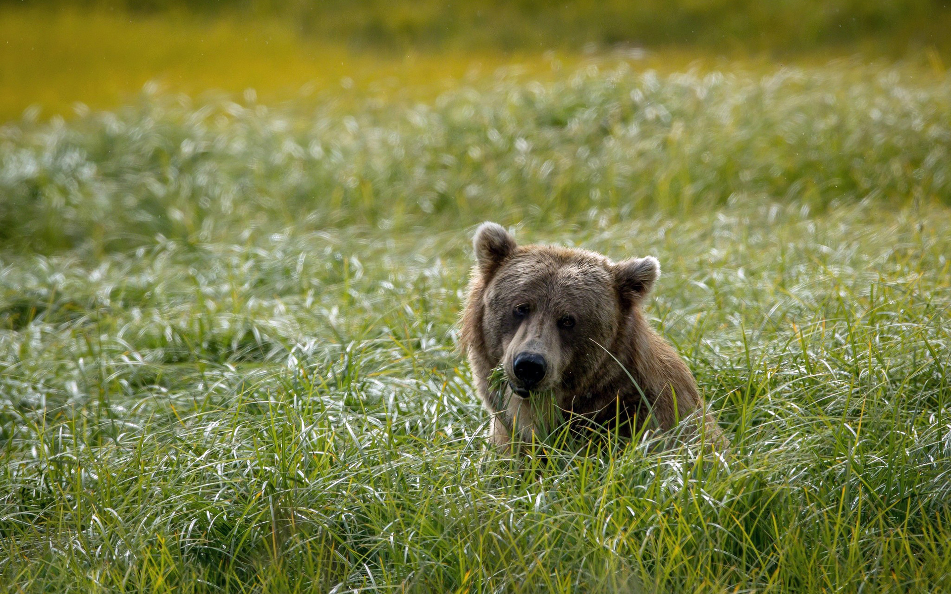 Free download wallpaper Bear, Animal on your PC desktop