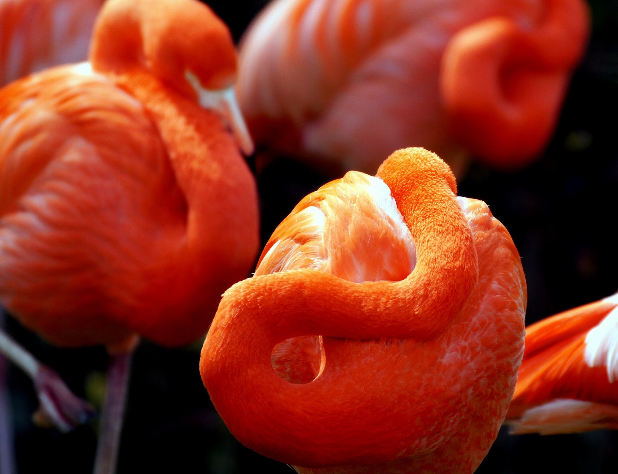 Téléchargez des papiers peints mobile Animaux, Des Oiseaux, Flamant Rose gratuitement.