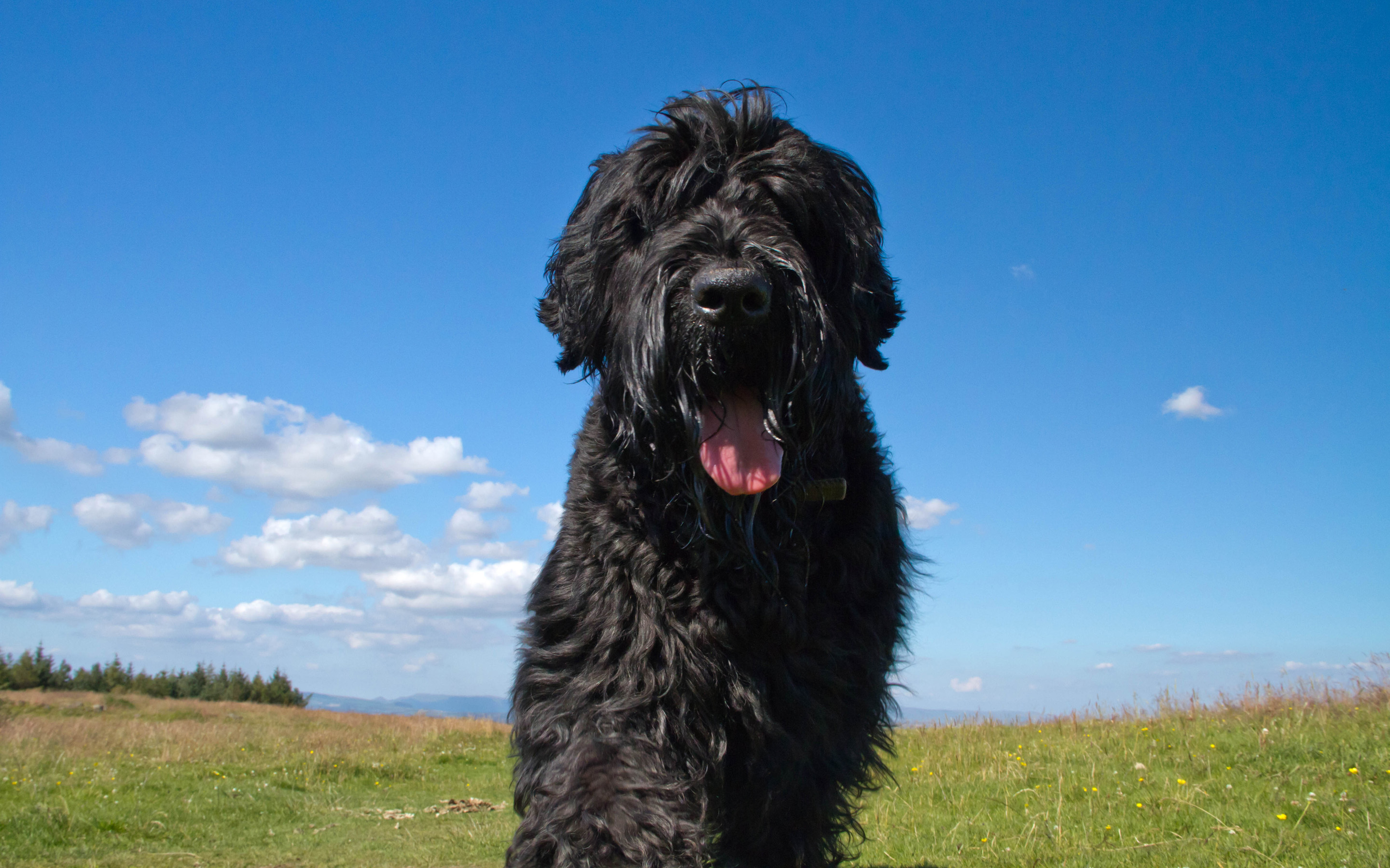 Téléchargez gratuitement l'image Animaux, Chiens, Chien sur le bureau de votre PC