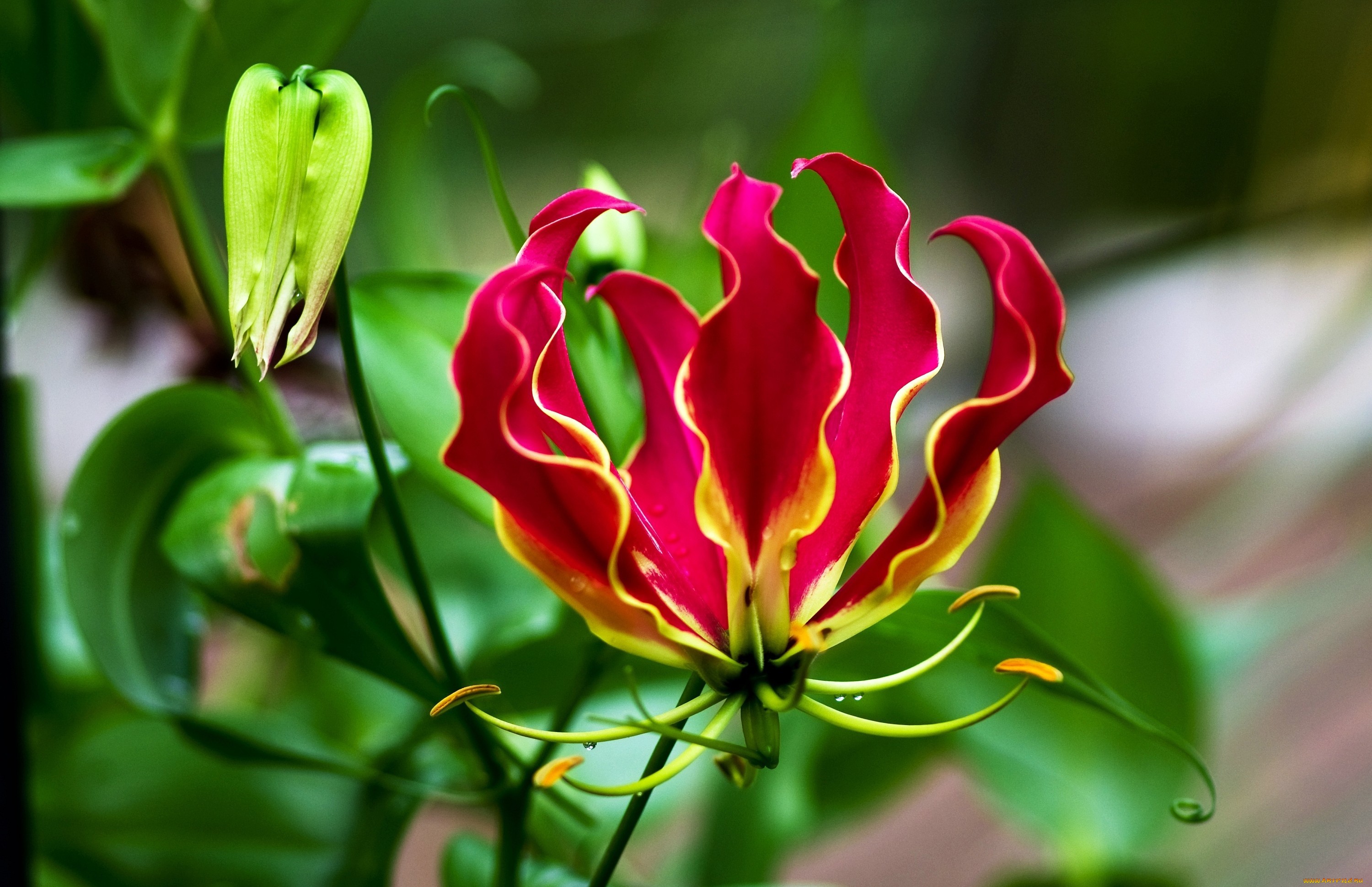 Download mobile wallpaper Flowers, Flower, Earth, Lily, Flame Lily for free.