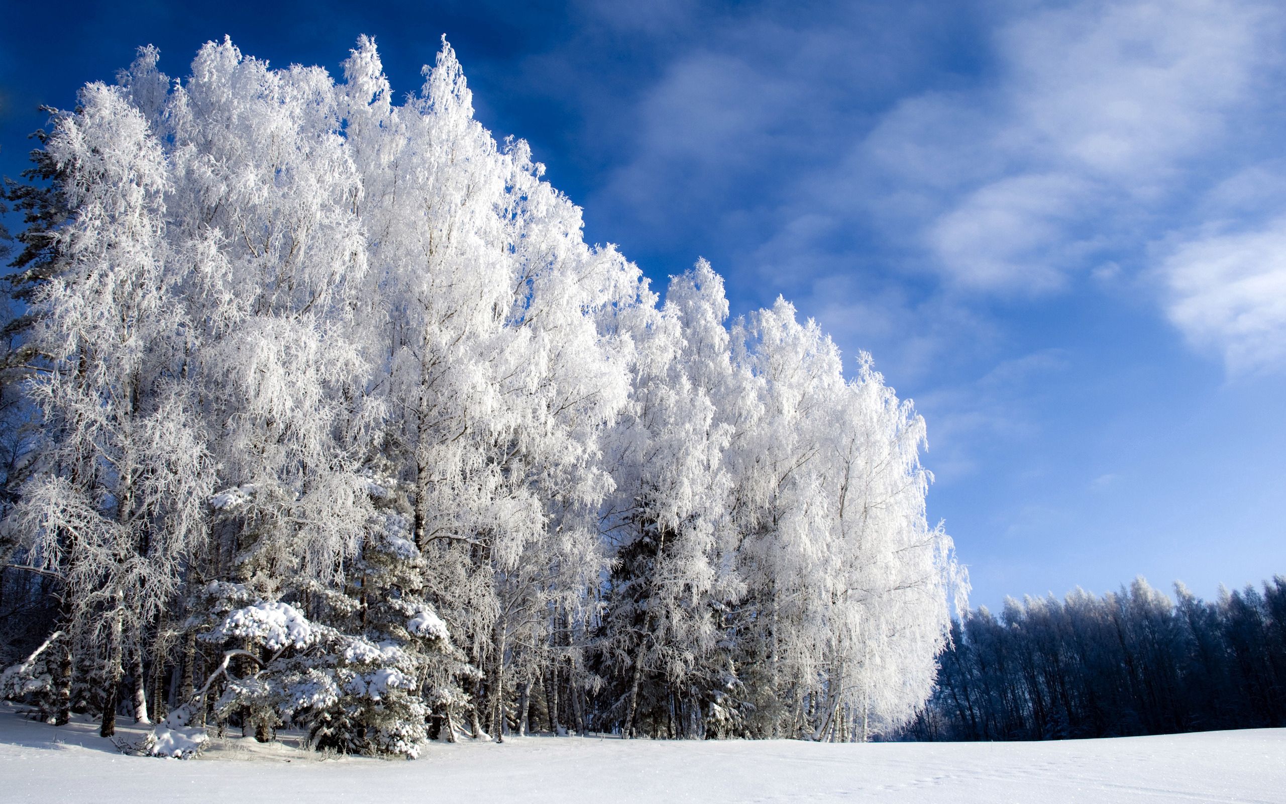 glade, winter, nature, sky, snow, frost, hoarfrost, polyana, birch, clear, from below