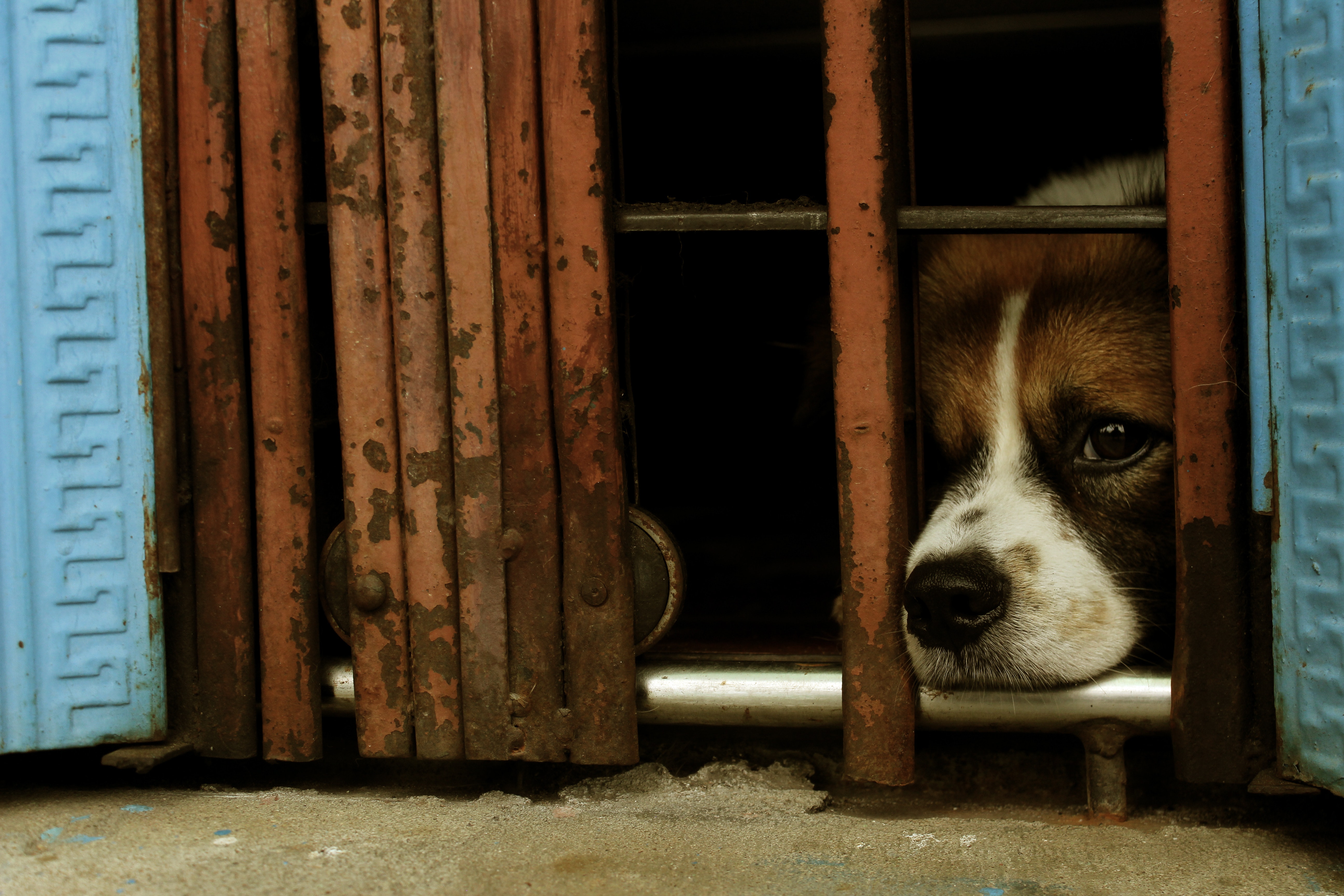 無料モバイル壁紙動物, 犬, 悲しいをダウンロードします。