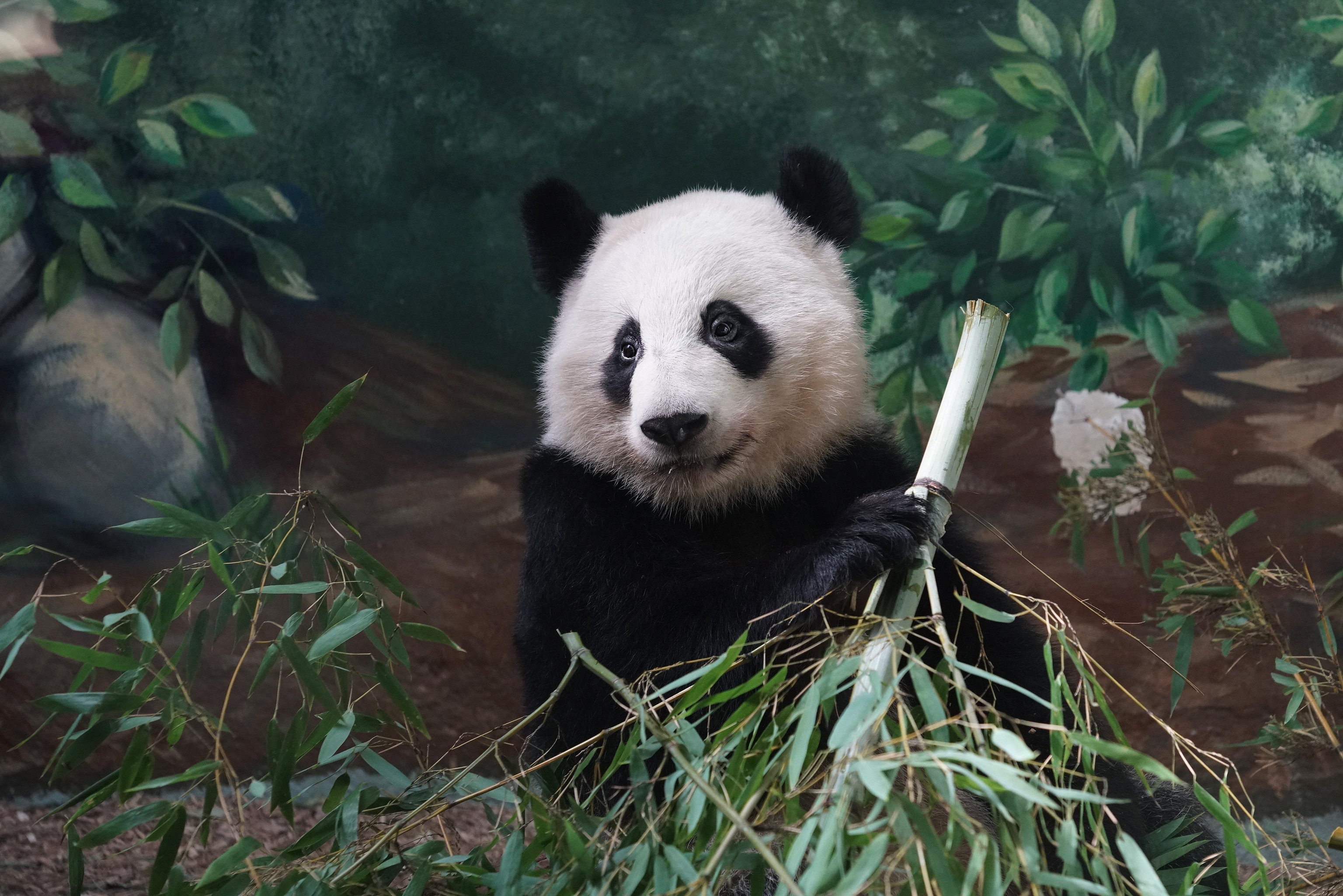 Download mobile wallpaper Animal, Panda for free.