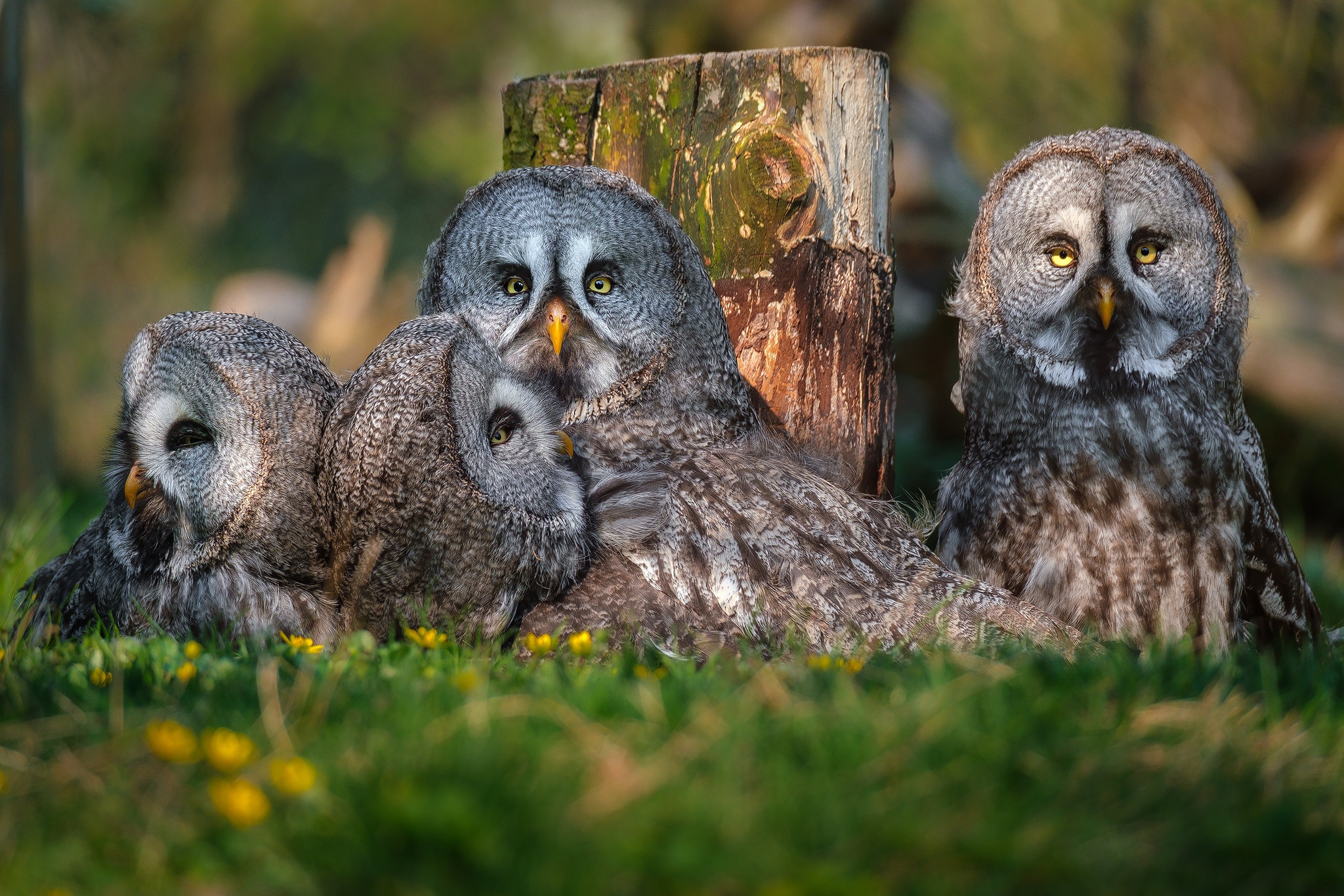 Free download wallpaper Birds, Owl, Bird, Animal, Great Grey Owl on your PC desktop