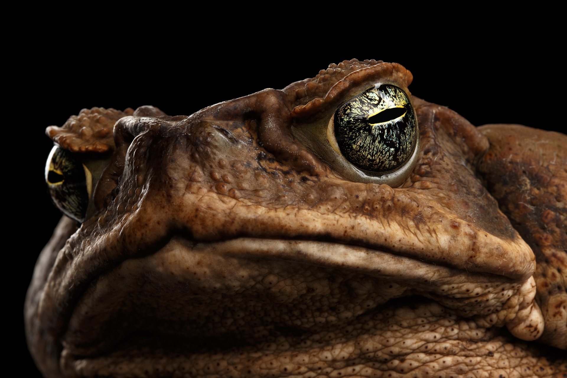 animal, cane toad download HD wallpaper