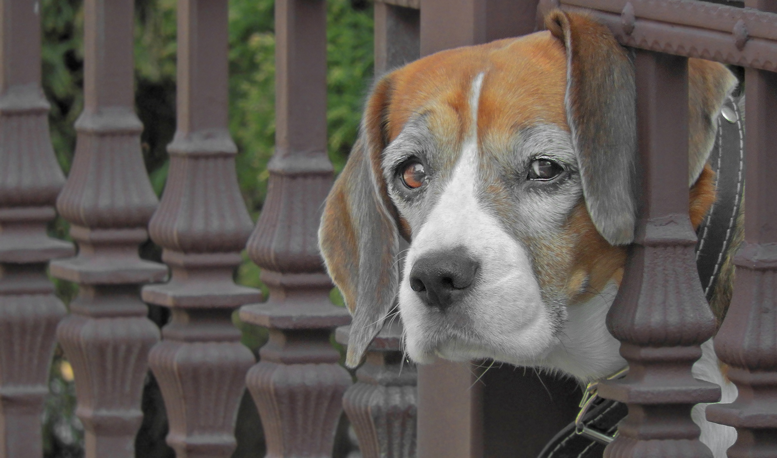 Download mobile wallpaper Dogs, Dog, Muzzle, Fence, Animal, Beagle for free.