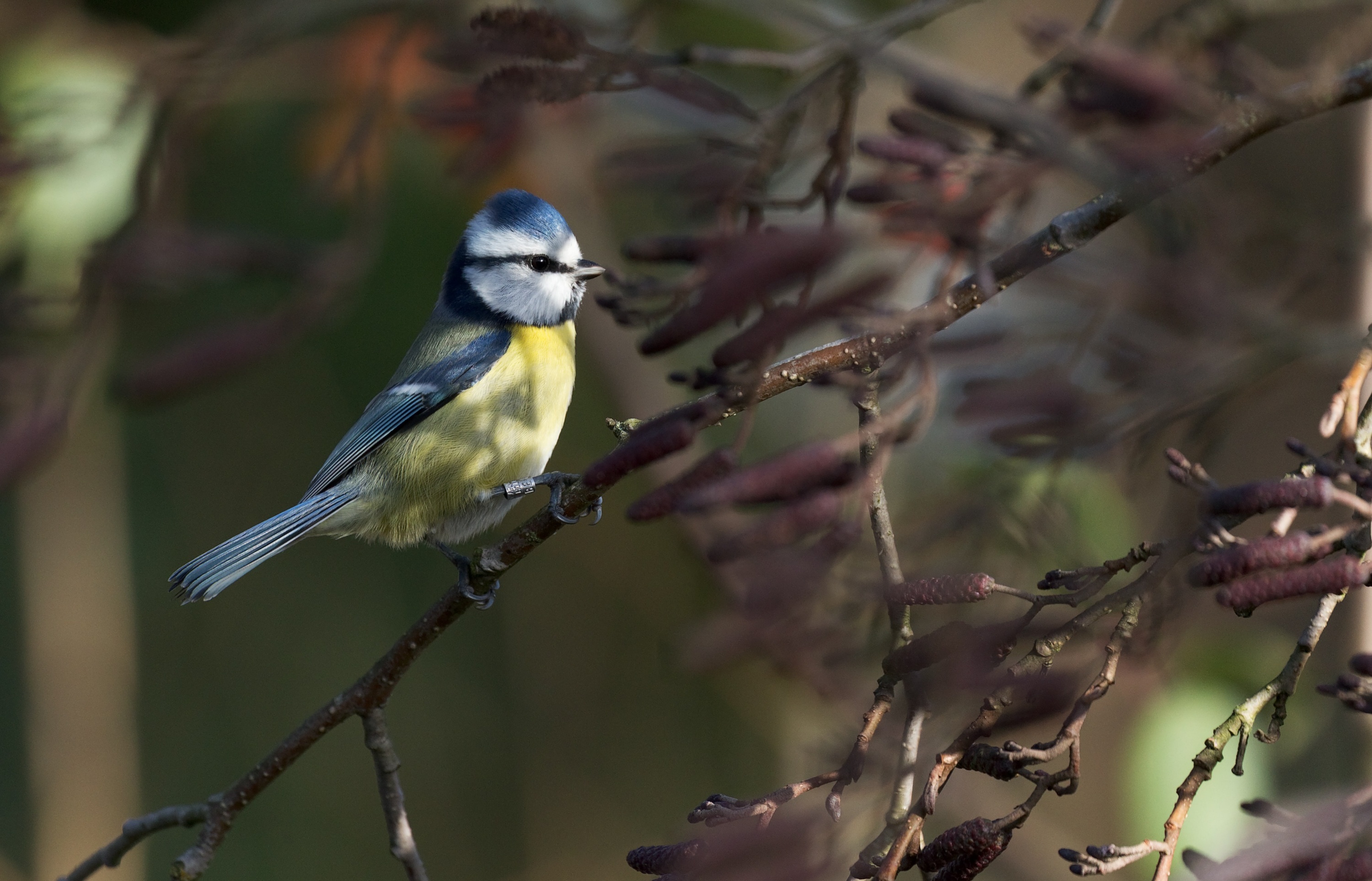 Download mobile wallpaper Birds, Bird, Animal, Titmouse, Passerine for free.