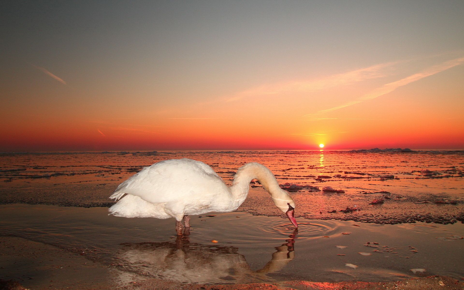 Download mobile wallpaper Sky, Swan, Animals, Water, Sunset, Bird for free.