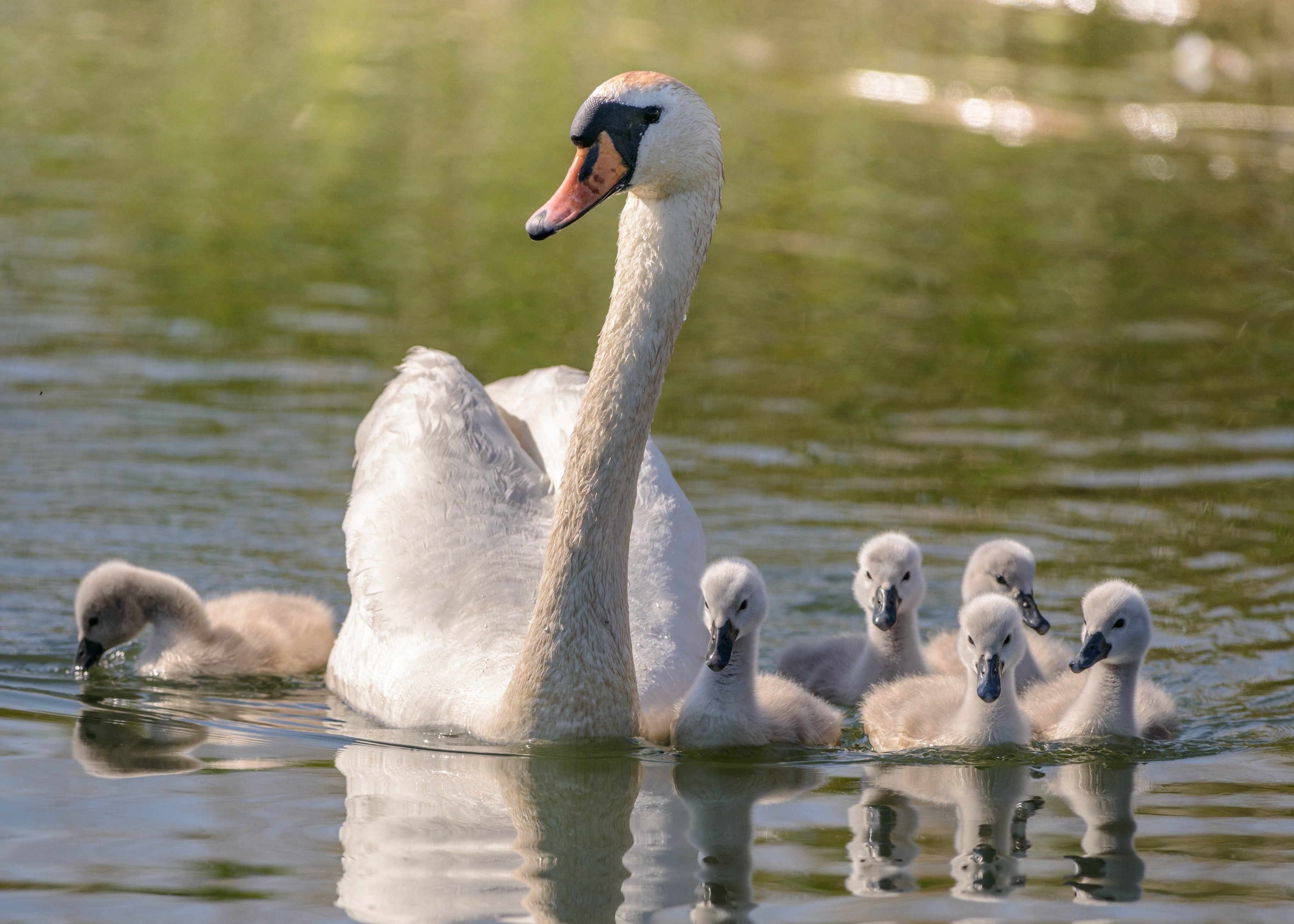 Download mobile wallpaper Birds, Reflection, Animal, Swan, Duckling, Baby Animal, Mute Swan for free.