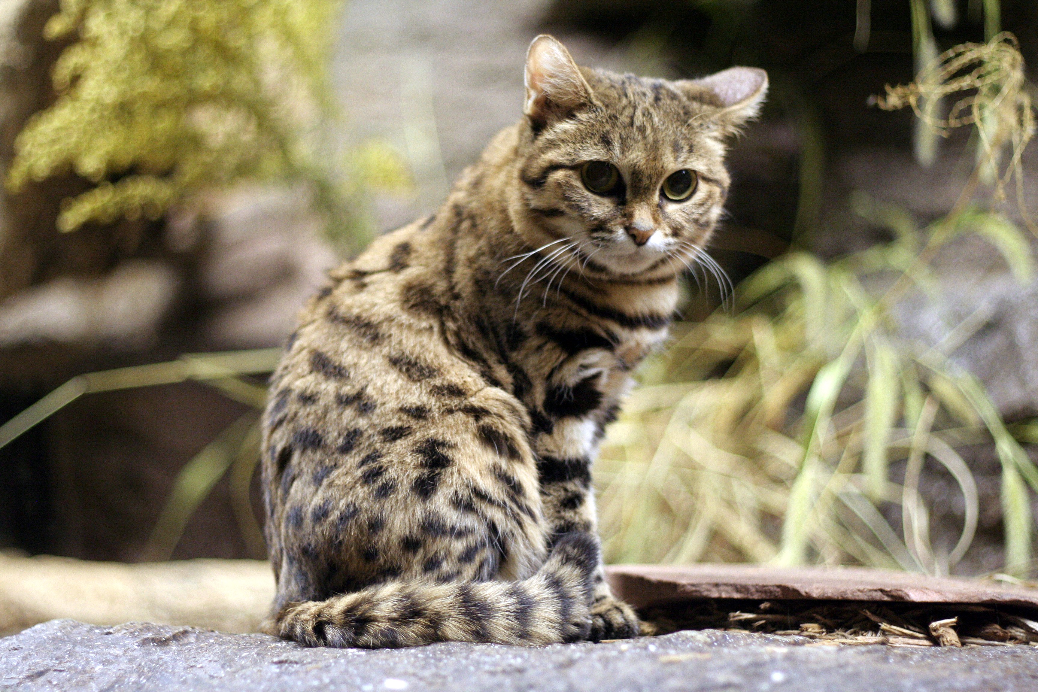 381678 Protetores de tela e papéis de parede Gatos em seu telefone. Baixe  fotos gratuitamente