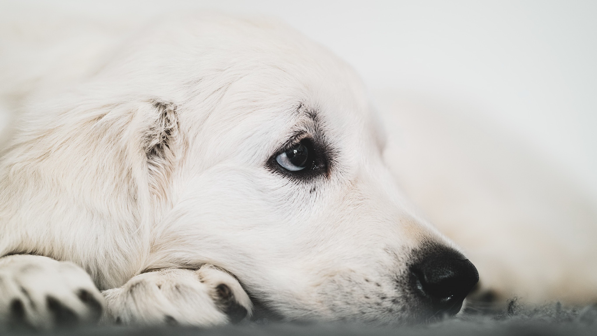 Baixar papel de parede para celular de Animais, Cães, Cão, Animal Bebê, Filhote gratuito.