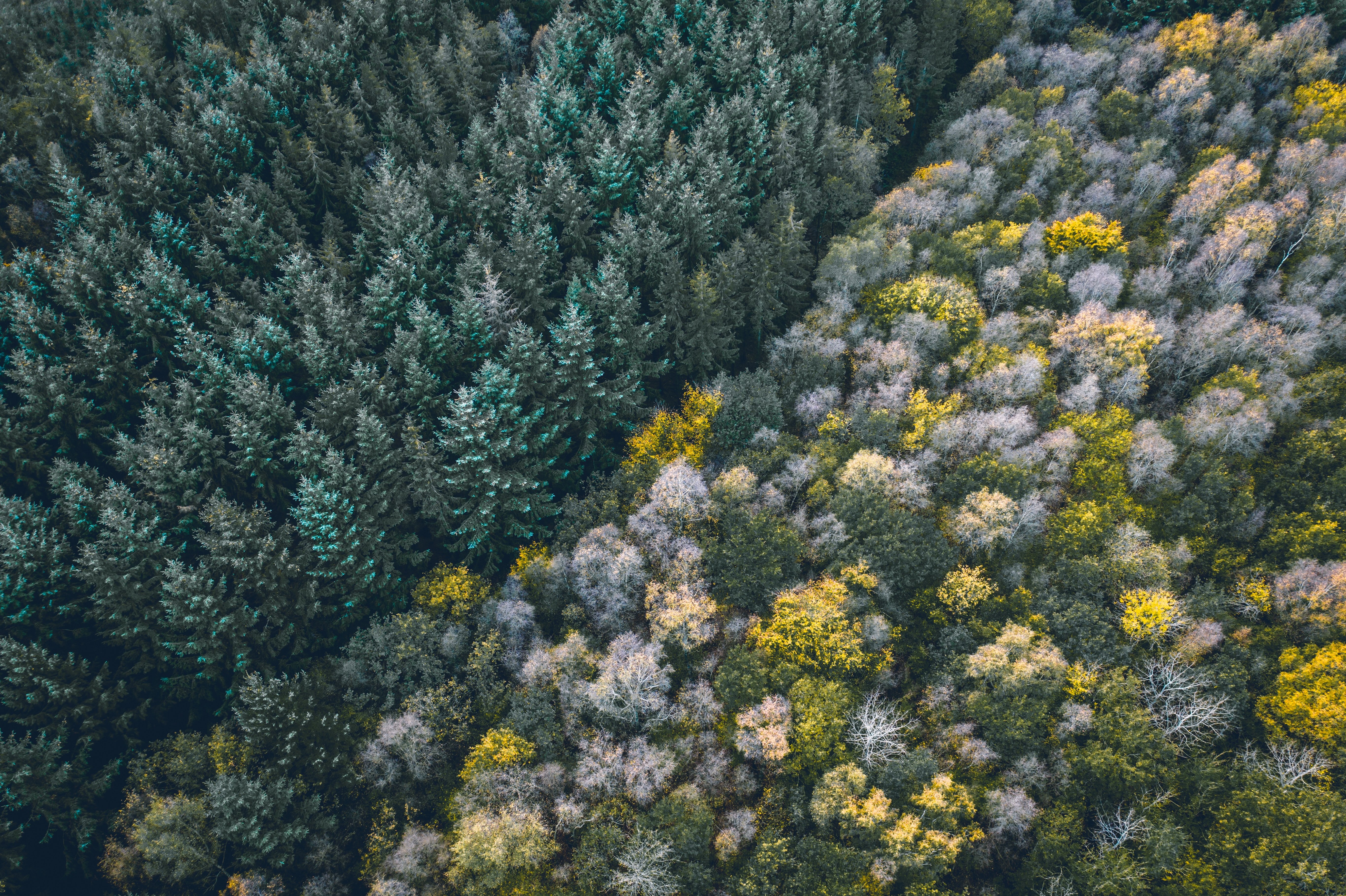 tops, nature, trees, view from above, top, forest, border