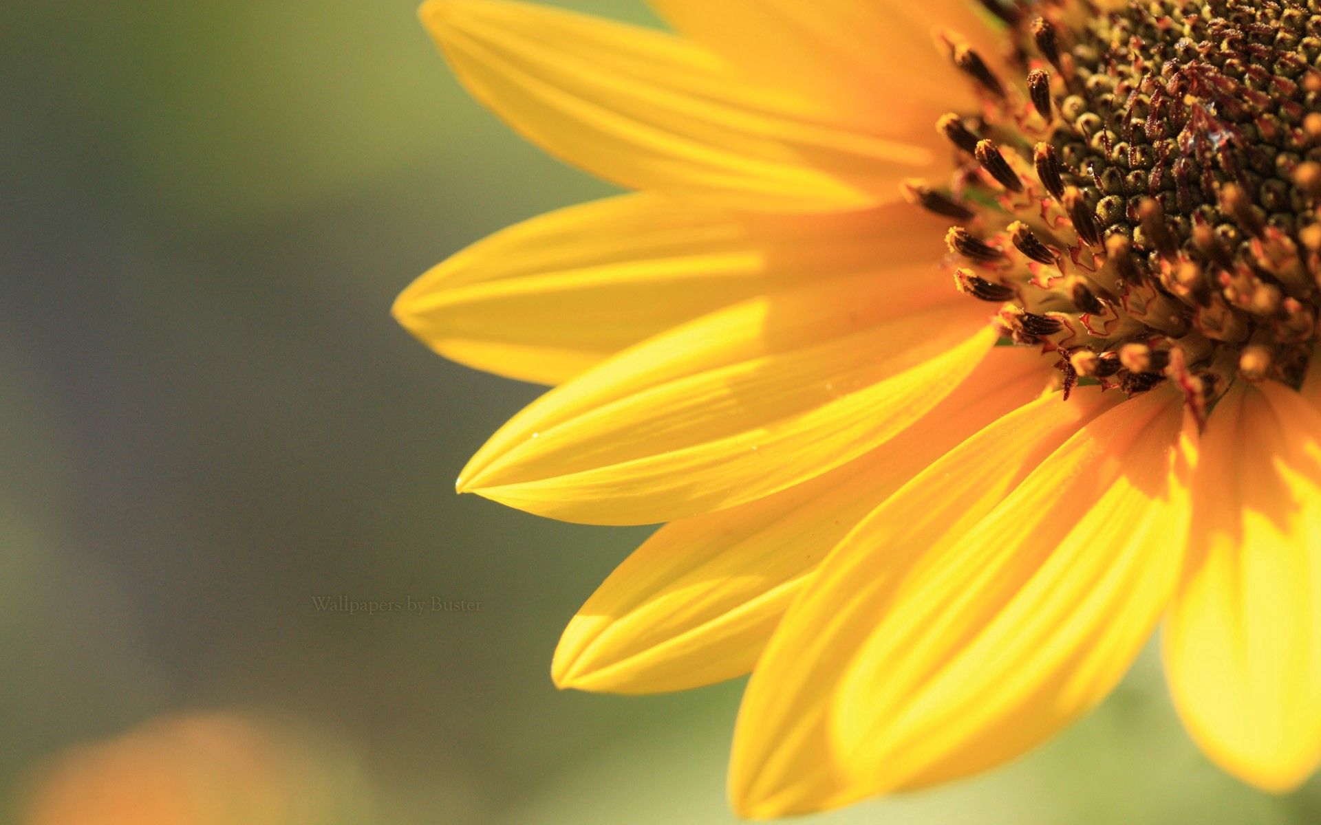 Download mobile wallpaper Macro, Petals, Light, Sunflower, Bright, Background, Shine for free.