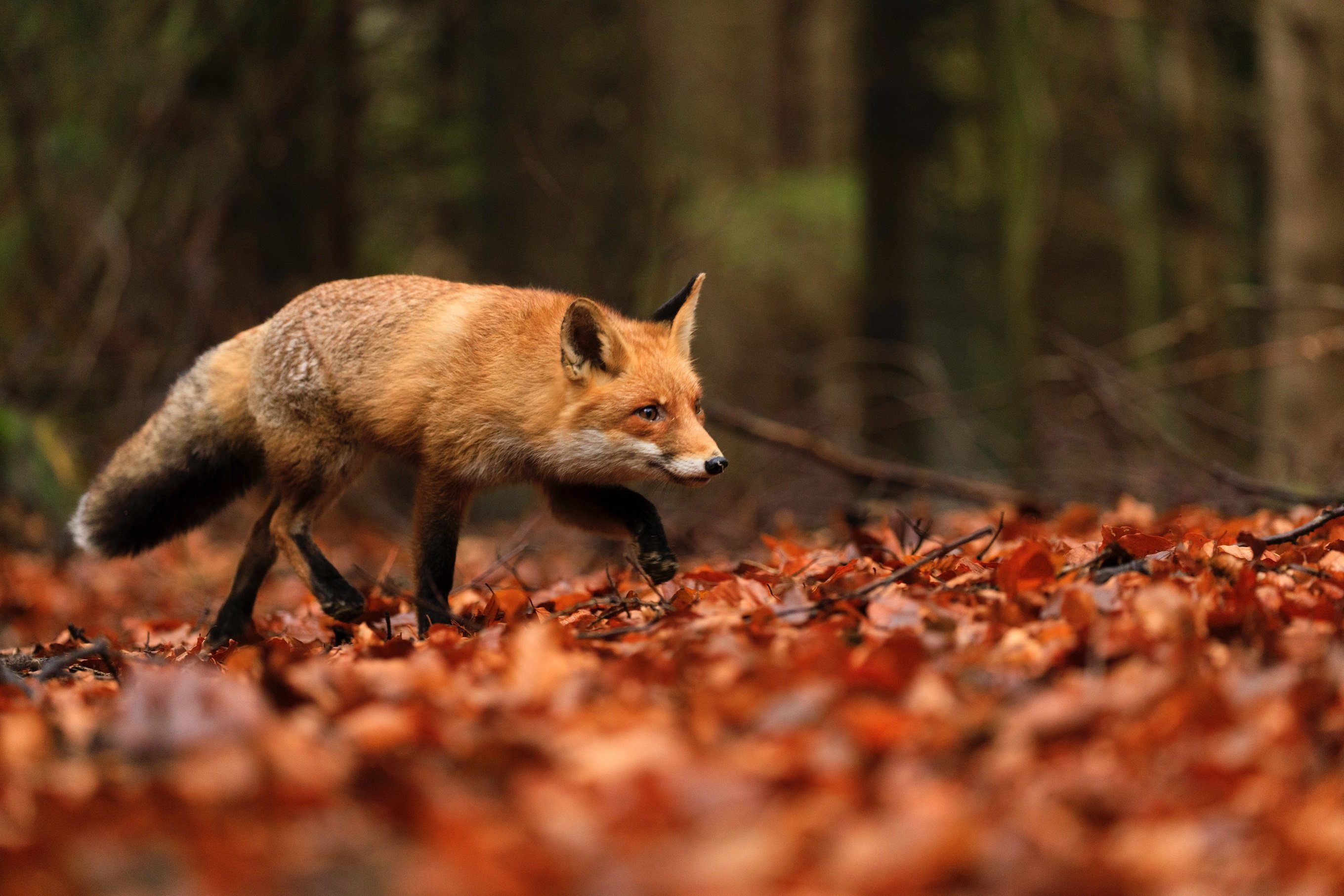 Download mobile wallpaper Fox, Fall, Animal for free.