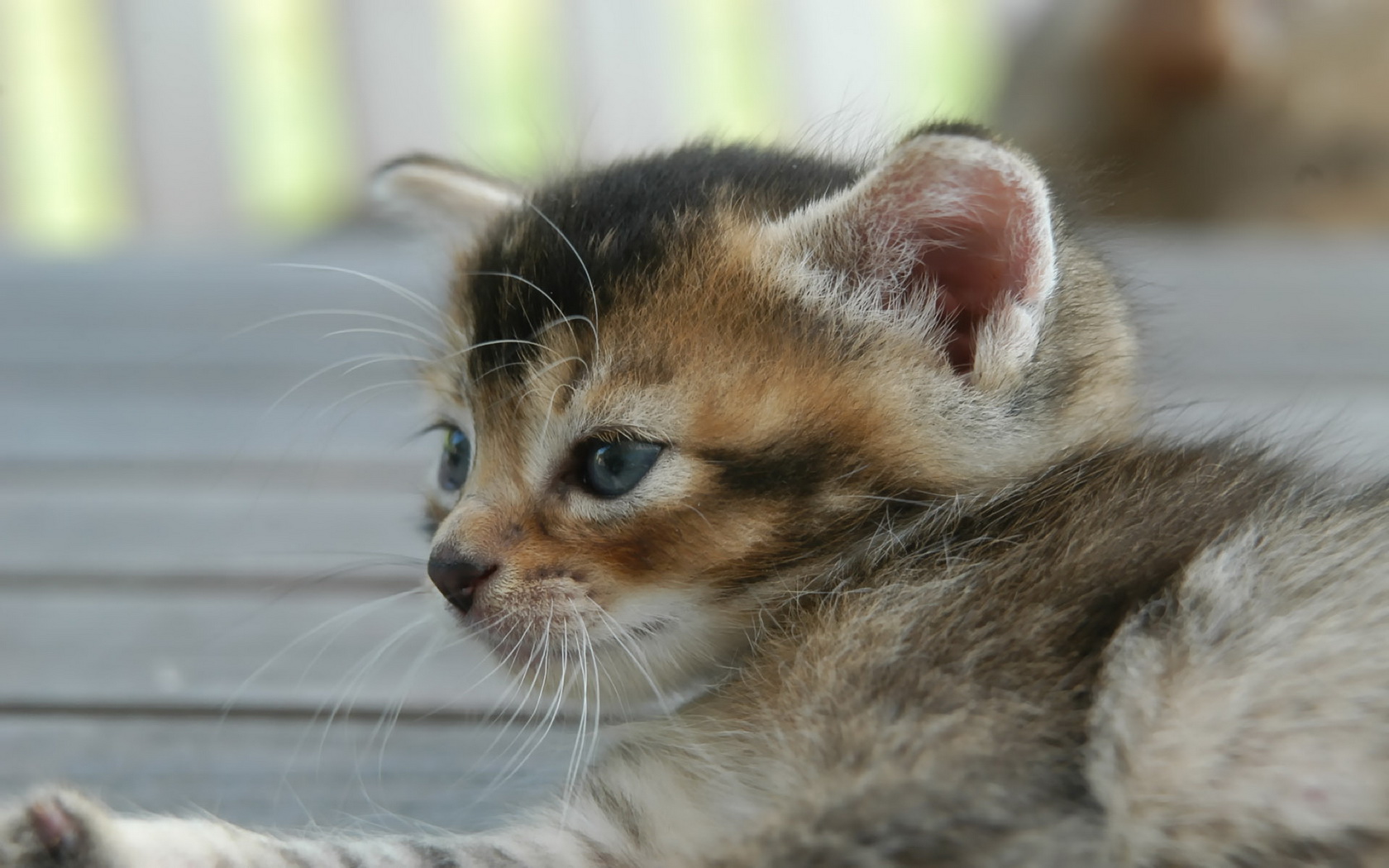 Baixe gratuitamente a imagem Gato, Gatos, Animais na área de trabalho do seu PC