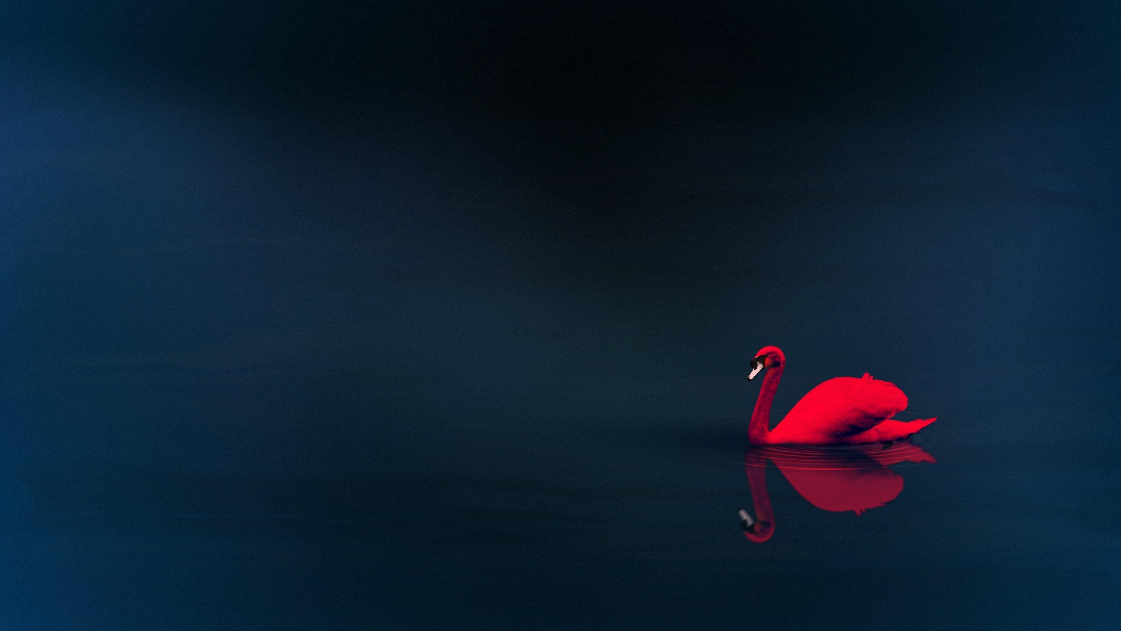 animal, swan, minimalist, red, birds