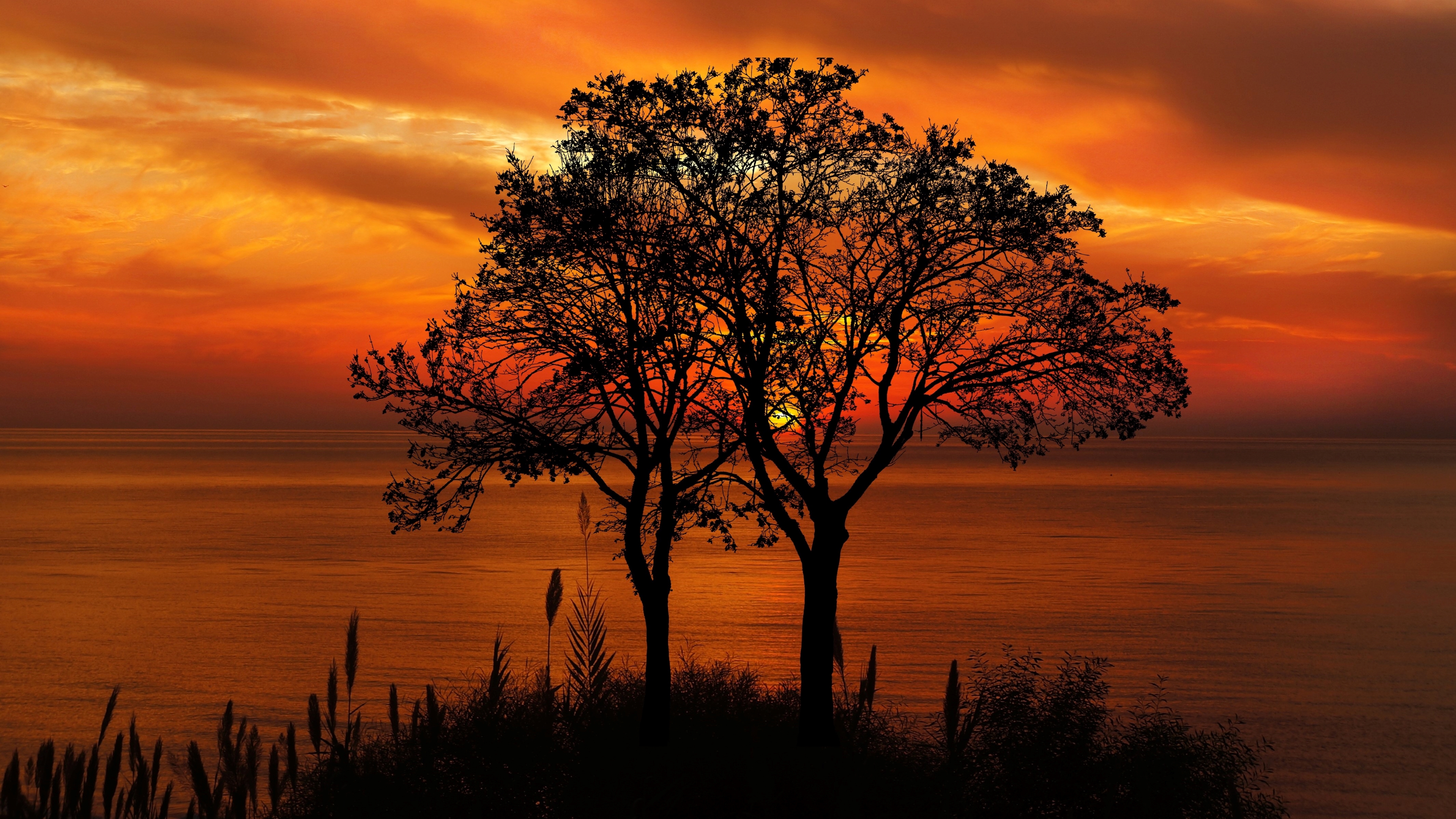 Download mobile wallpaper Sunset, Tree, Earth for free.