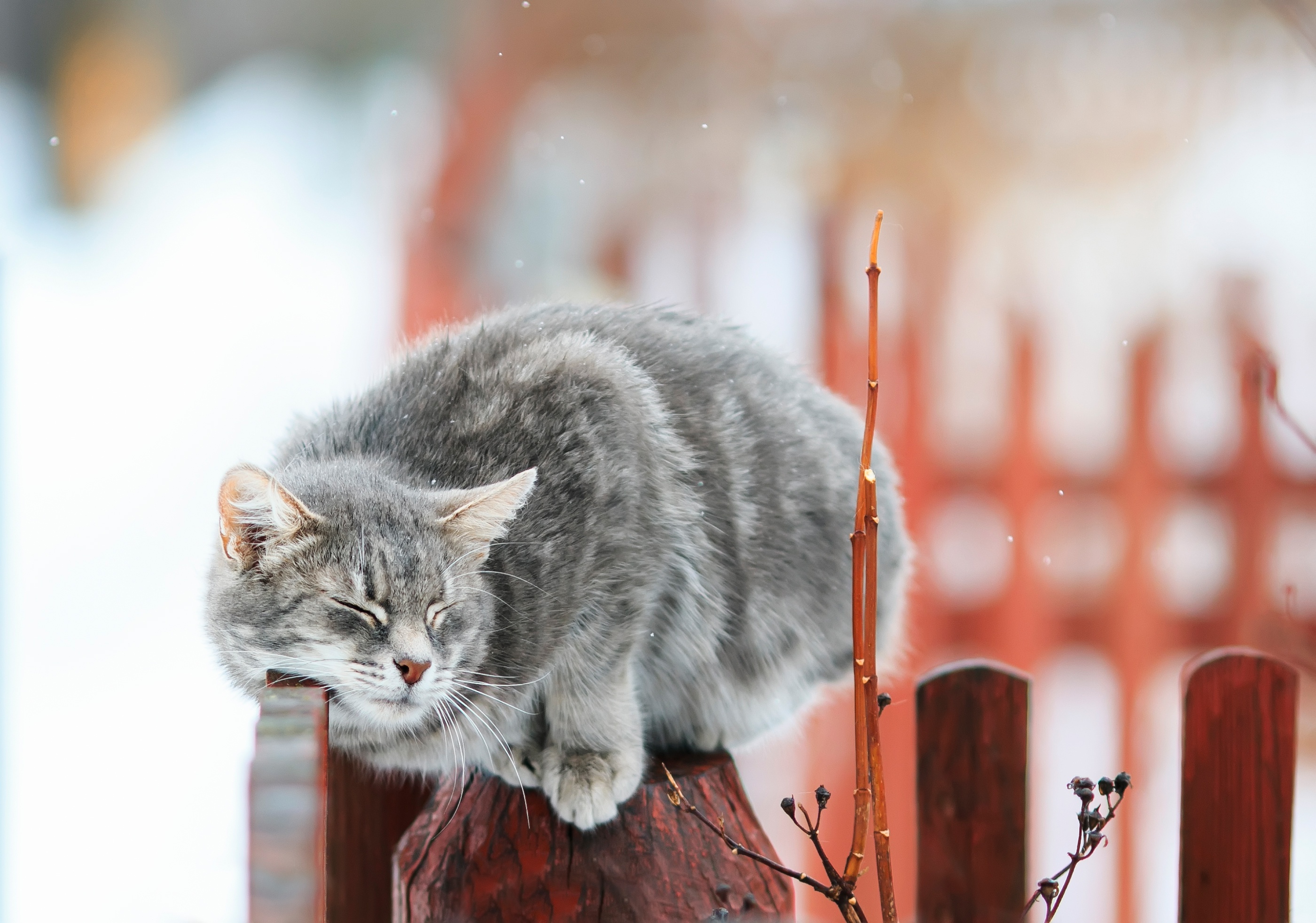 Laden Sie das Tiere, Winter, Katzen, Katze, Süß, Tiefenschärfe-Bild kostenlos auf Ihren PC-Desktop herunter