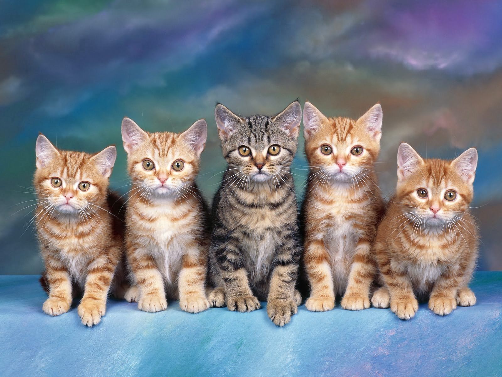 lot, animals, sit, kittens HD wallpaper