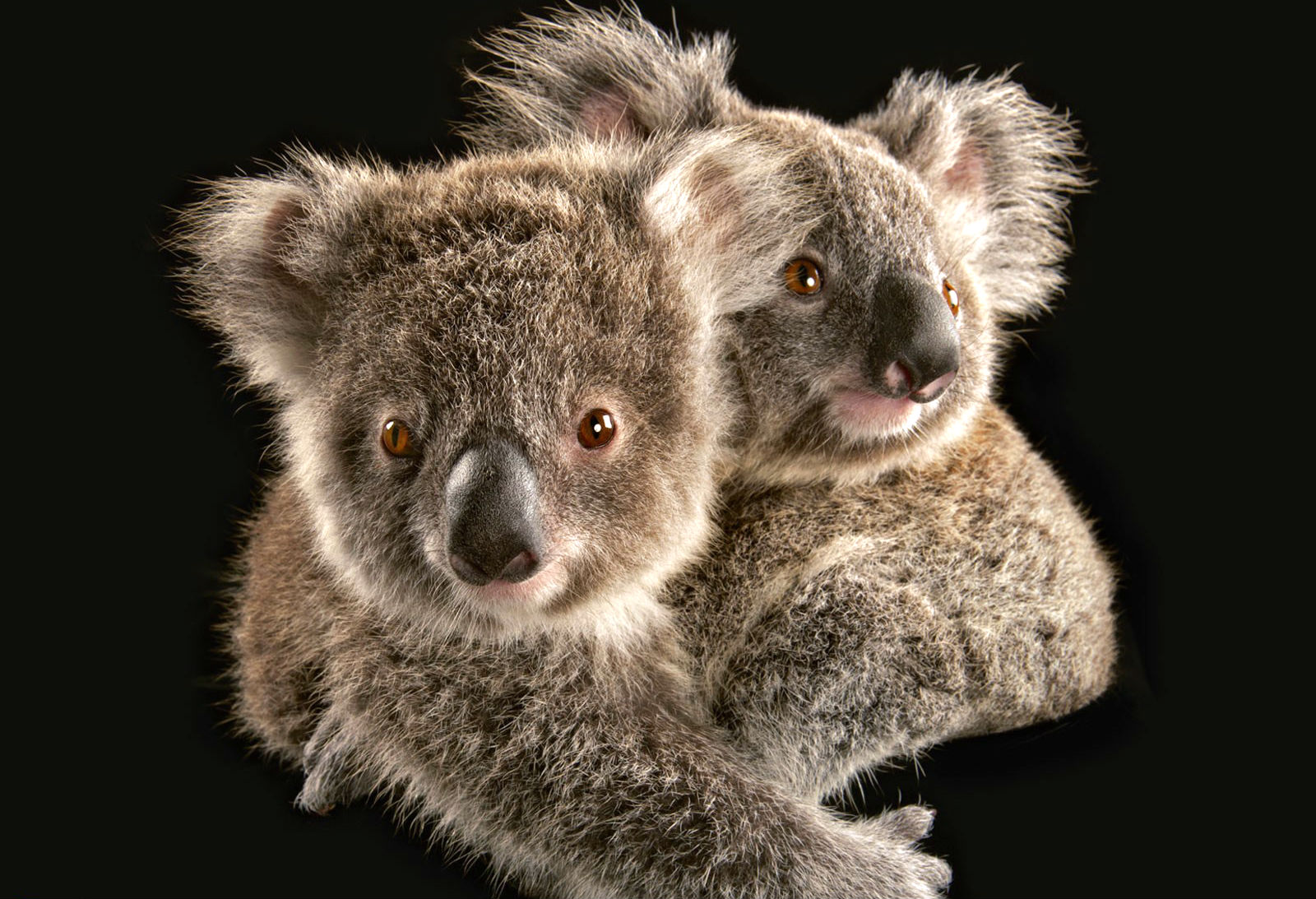 248421 скачать картинку животные, коала - обои и заставки бесплатно