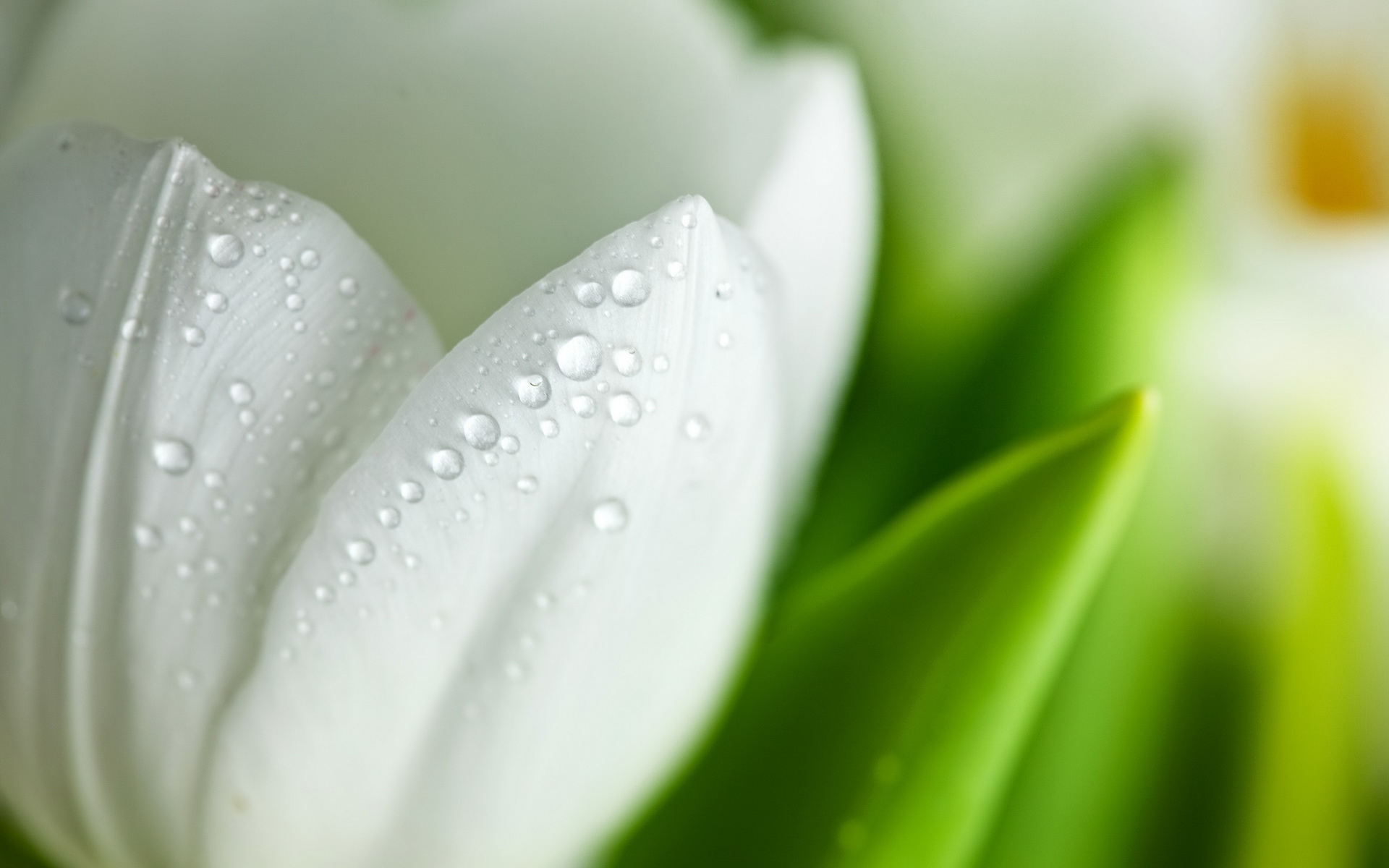 Download mobile wallpaper Water Drop, Tulip, White Flower, Flowers, Flower, Earth for free.