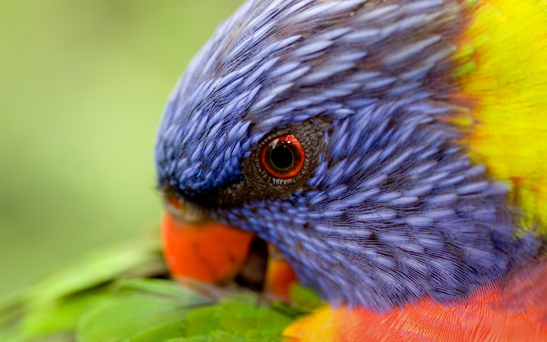 280783 descargar fondo de pantalla animales, loro arcoiris, aves: protectores de pantalla e imágenes gratis