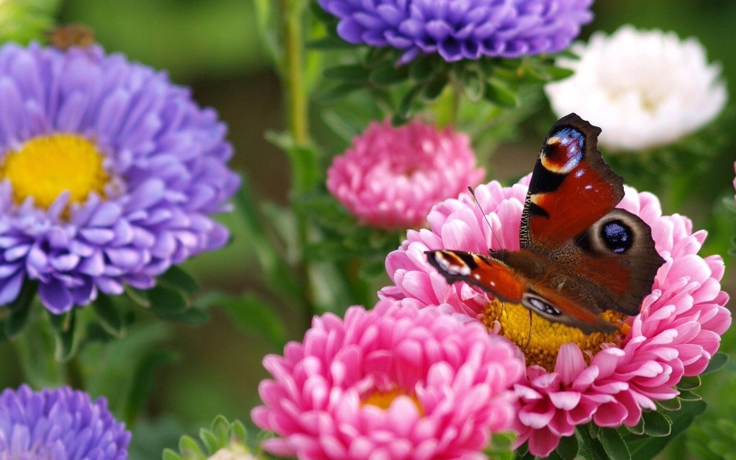 Téléchargez des papiers peints mobile Macro, Brillant, Fleur, Papillon gratuitement.