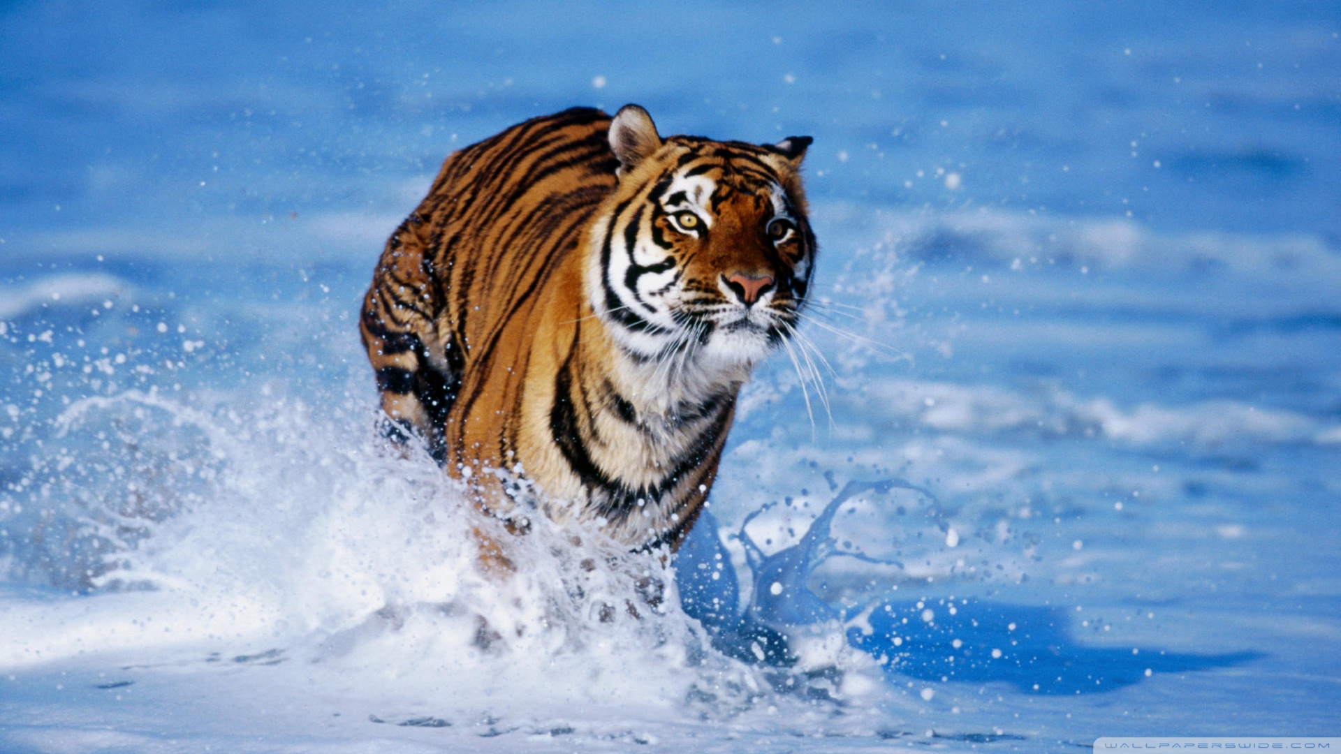 Free download wallpaper Cats, Tiger, Animal on your PC desktop