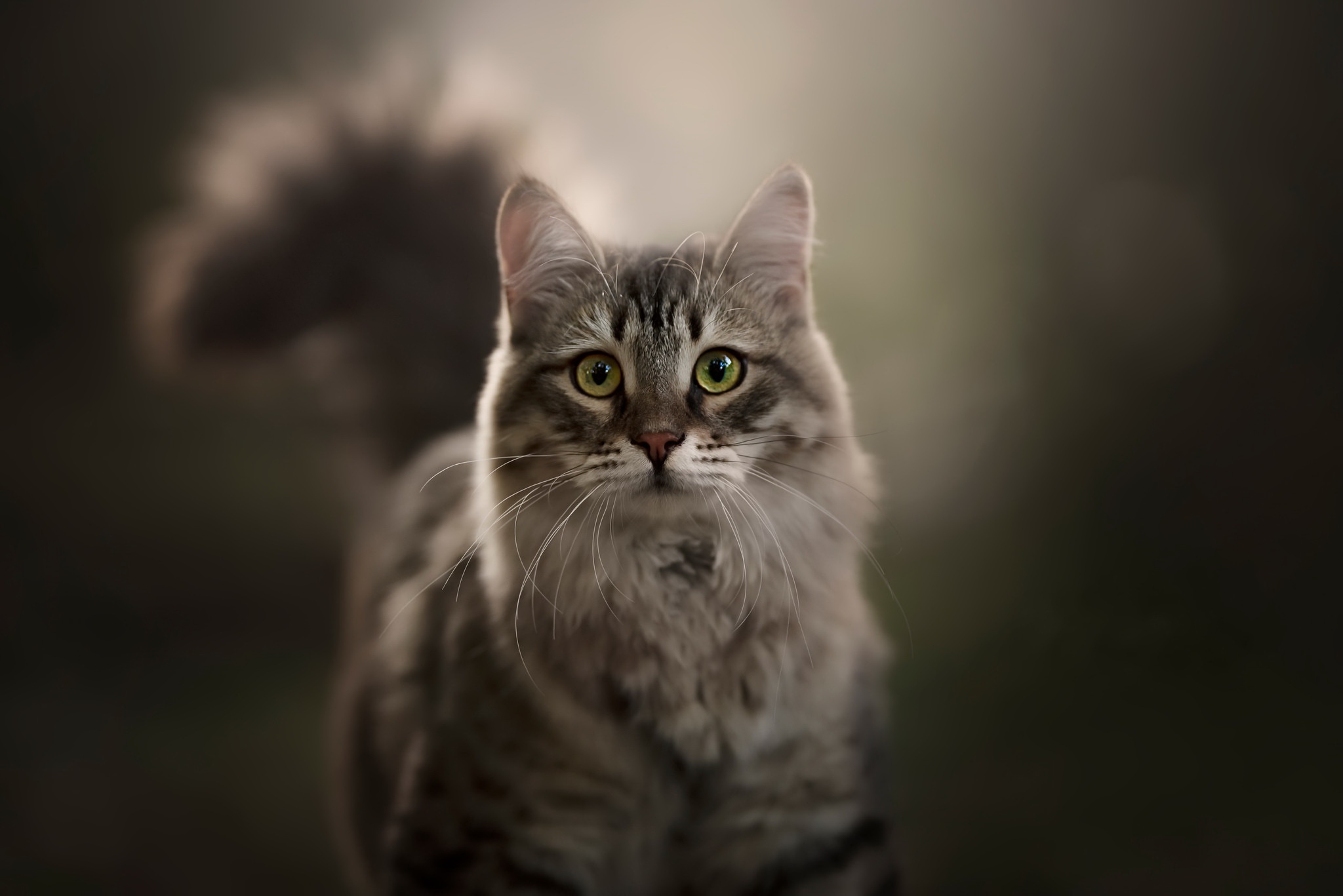 Descarga gratuita de fondo de pantalla para móvil de Animales, Gatos, Gato.