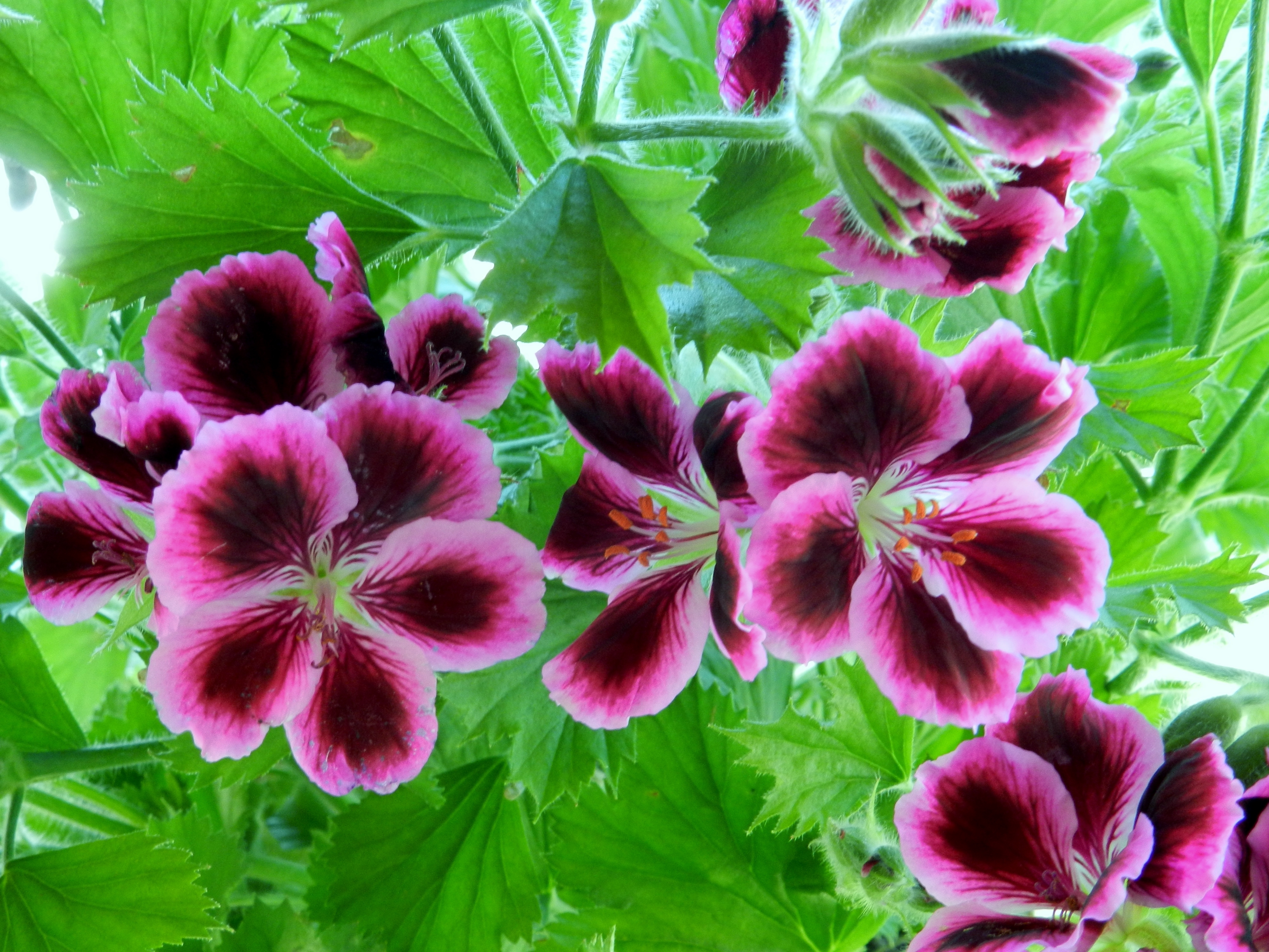 Descarga gratis la imagen Flores, Flor, Hoja, Flor Purpura, Tierra/naturaleza en el escritorio de tu PC