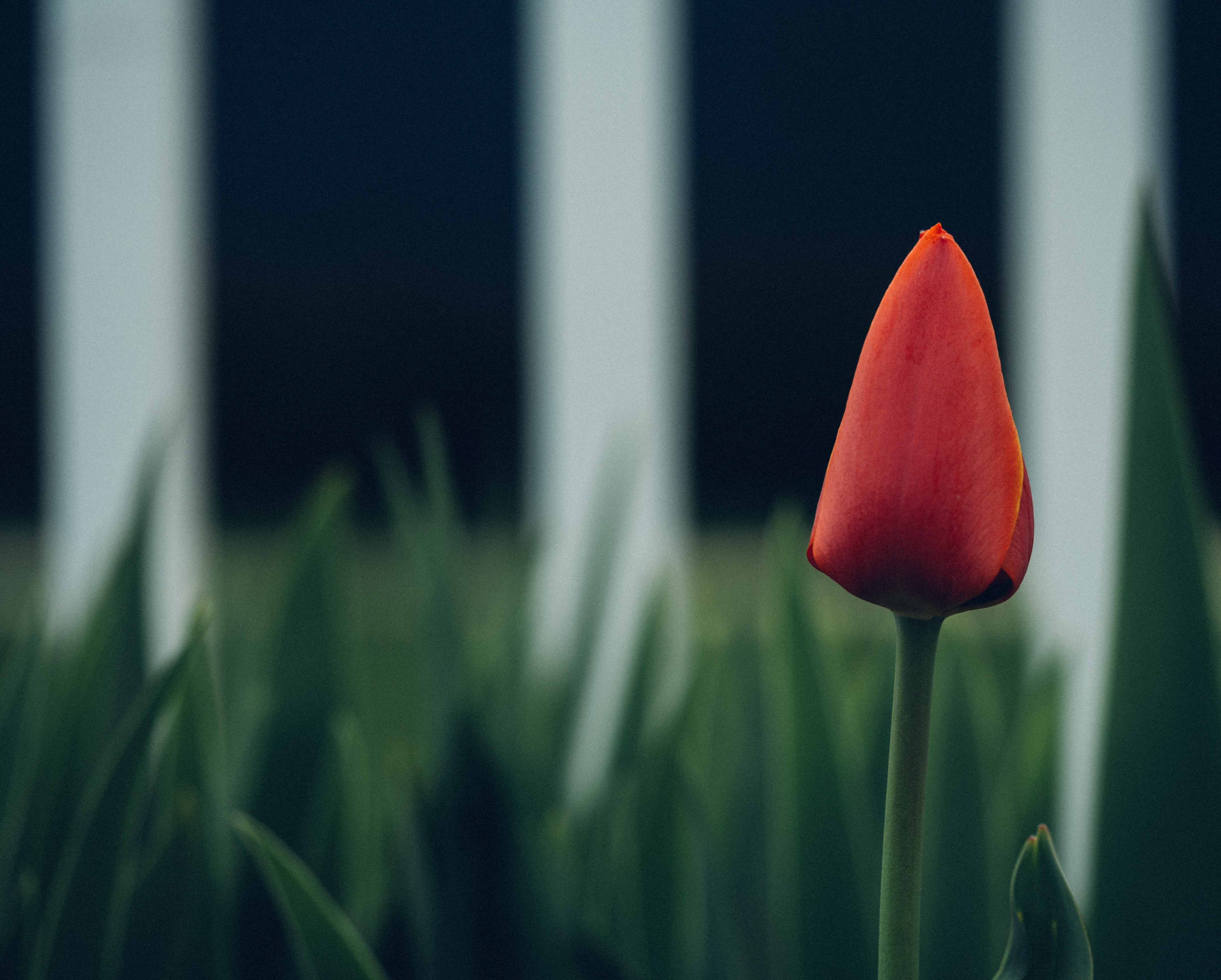 Download mobile wallpaper Tulip, Bud, Flowers, Blur, Flower, Smooth for free.