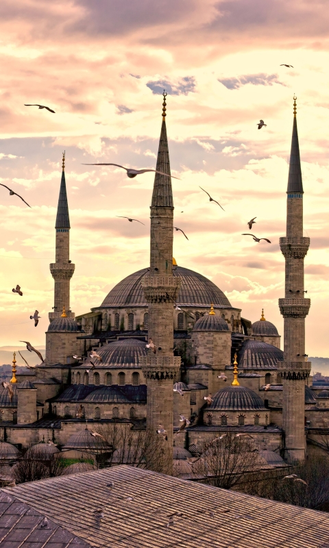 Скачать картинку Чайки, Чайка, Турция, Стамбул, Религиозные, Мечеть Султана Ахмеда, Мечети в телефон бесплатно.