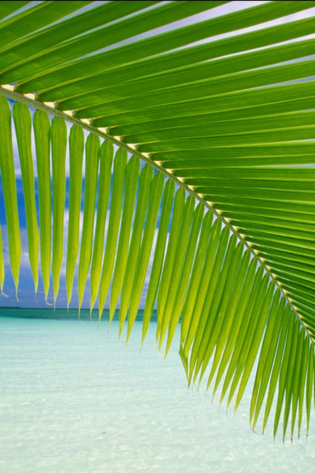 Baixar papel de parede para celular de Praia, Oceano, Trópicos, Terra/natureza gratuito.