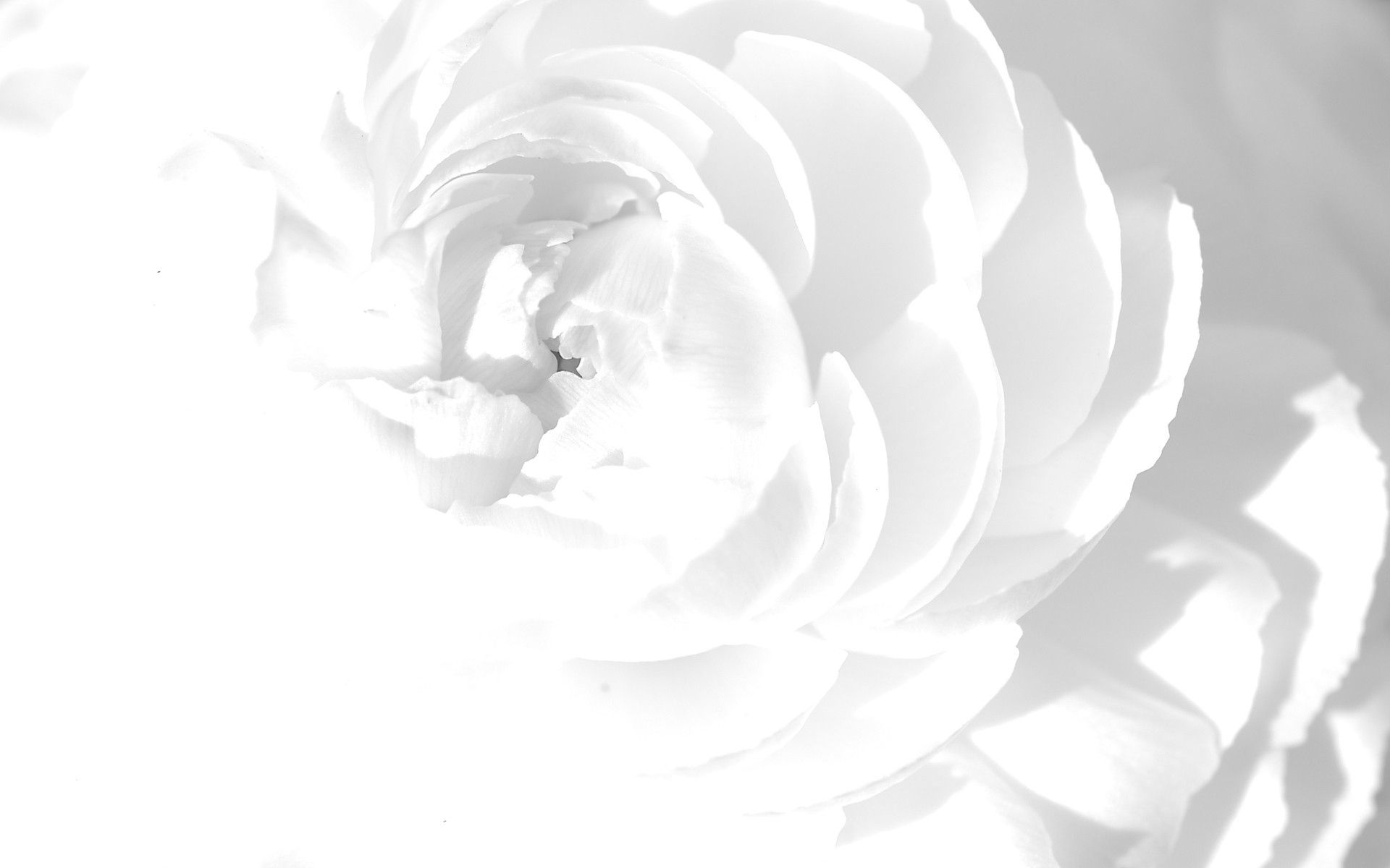 Laden Sie das Makro, Blütenblätter, Blume, Licht, Weiße Rose, Hell Gefärbt-Bild kostenlos auf Ihren PC-Desktop herunter