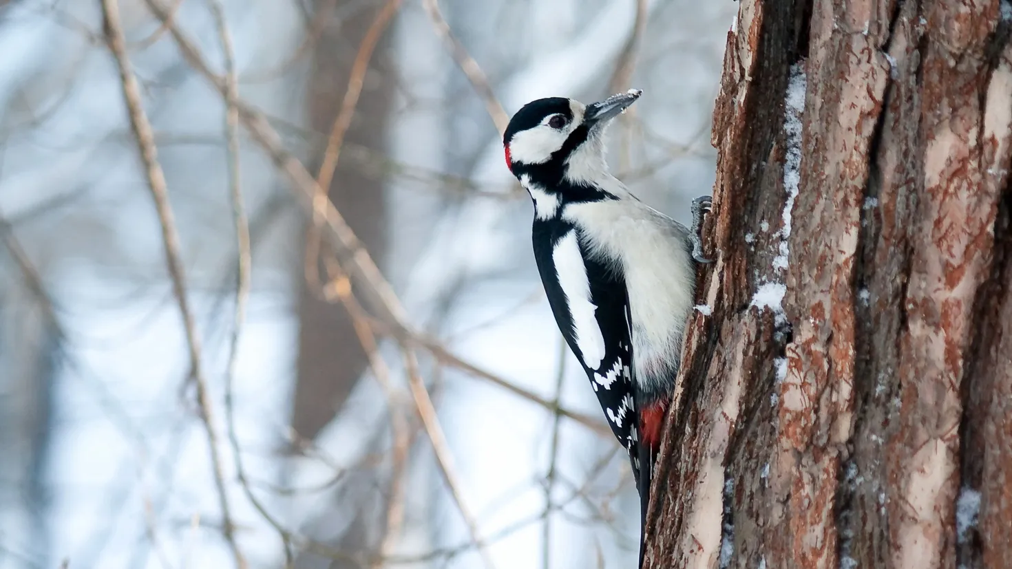 Desktop wallpaper: Animals, Bird, Wood, Tree, Woodpecker 4K free ...