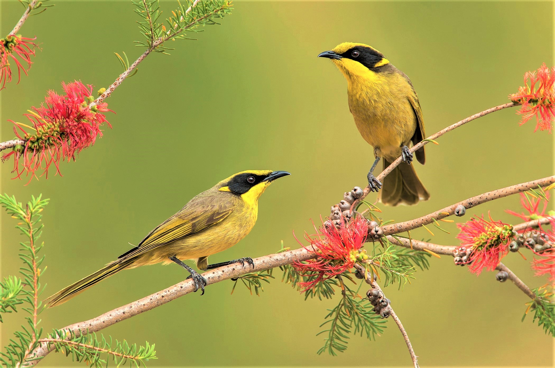Laden Sie das Tiere, Vögel, Blume, Vogel, Ast, Frühling, Gelbbüscheliger Honigfresser-Bild kostenlos auf Ihren PC-Desktop herunter