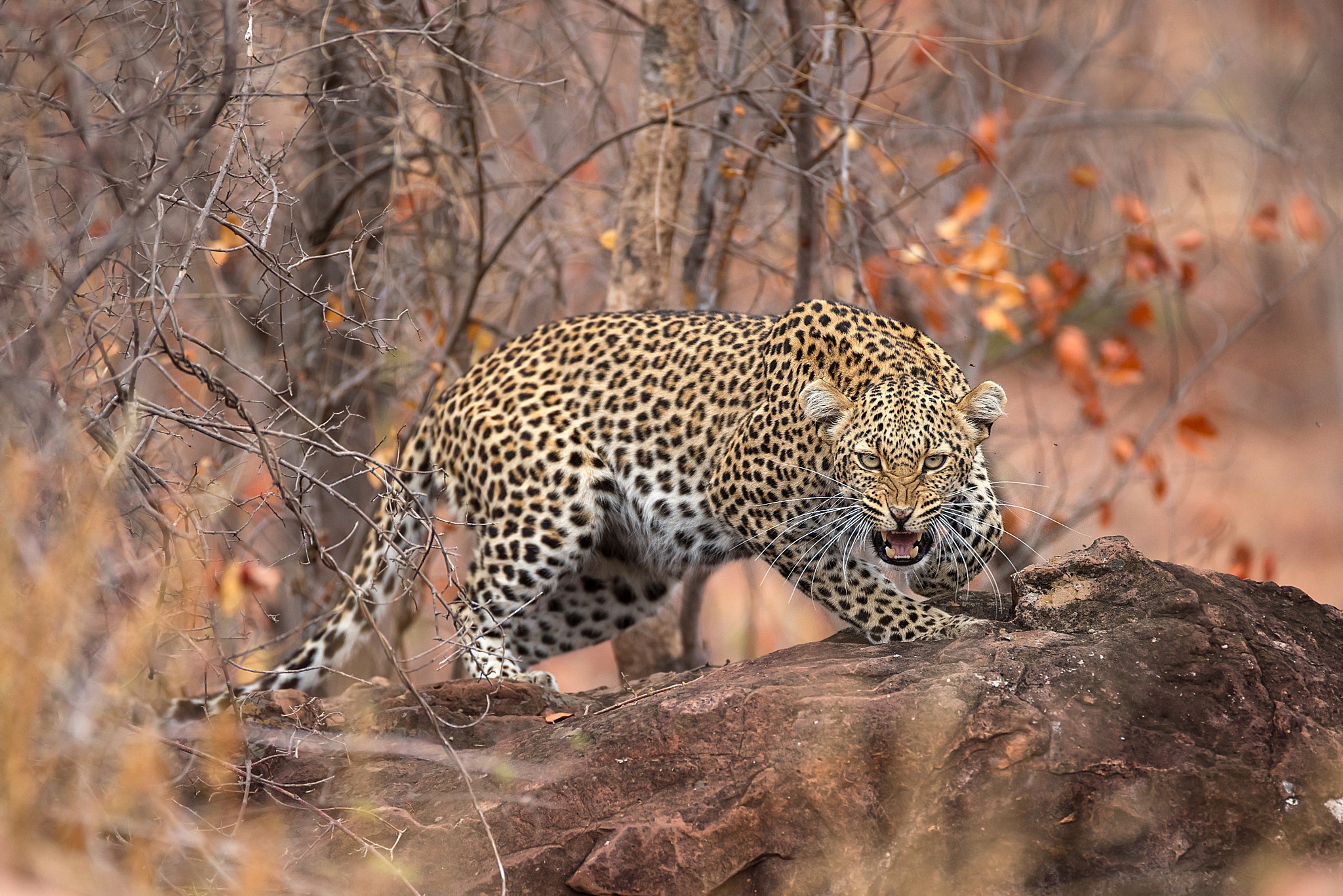 Laden Sie das Tiere, Katzen, Leopard, Starren-Bild kostenlos auf Ihren PC-Desktop herunter