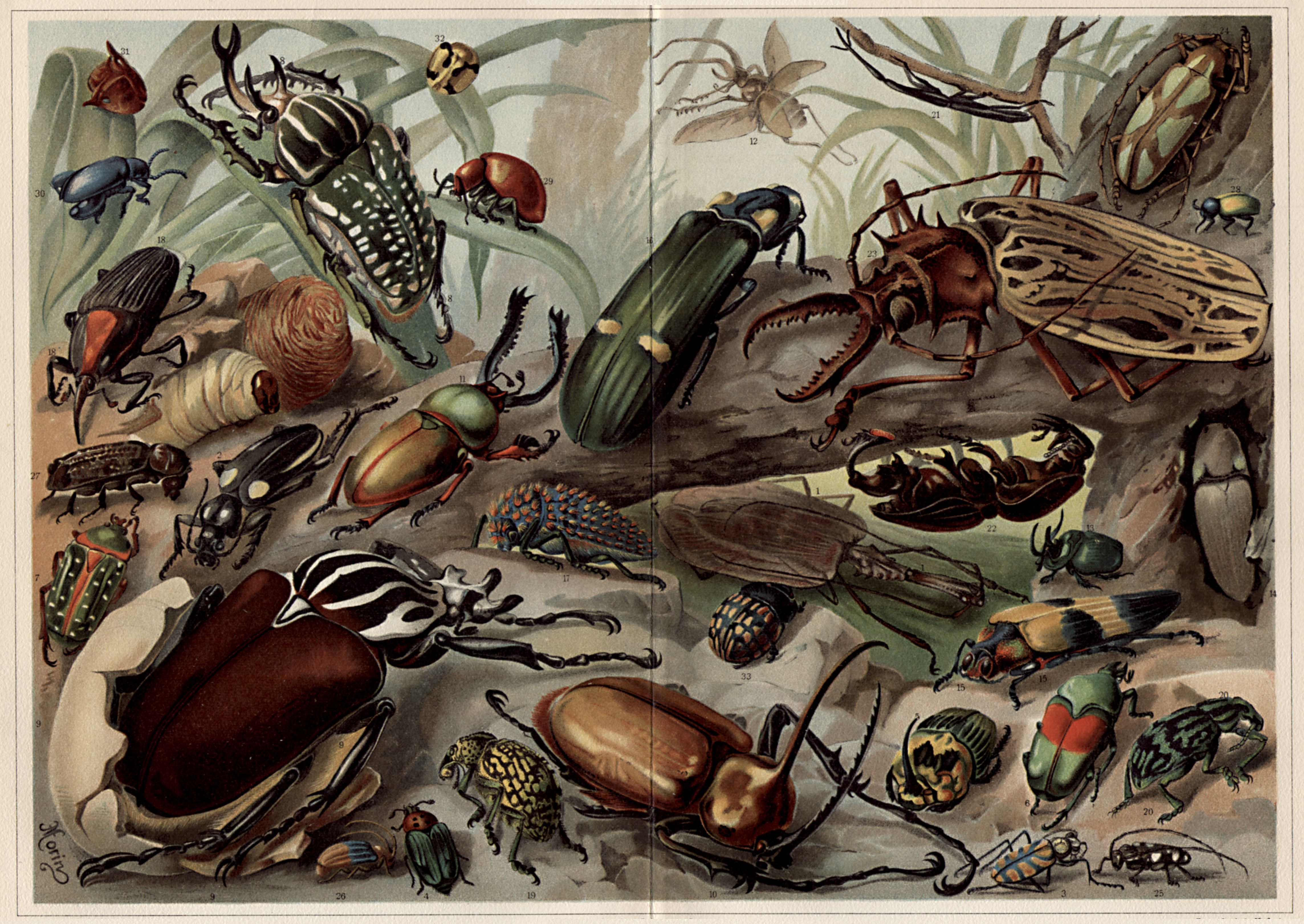 698515 descargar imagen animales, escarabajo, insecto: fondos de pantalla y protectores de pantalla gratis