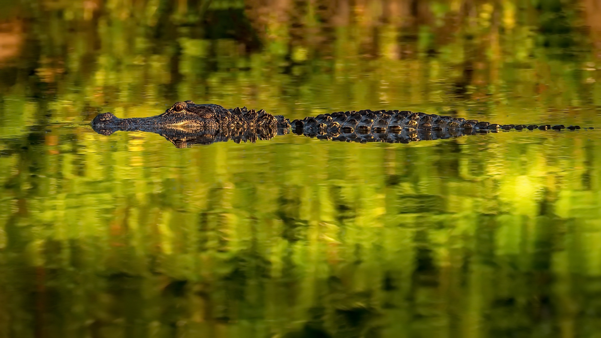 Free download wallpaper Animal, Alligator on your PC desktop
