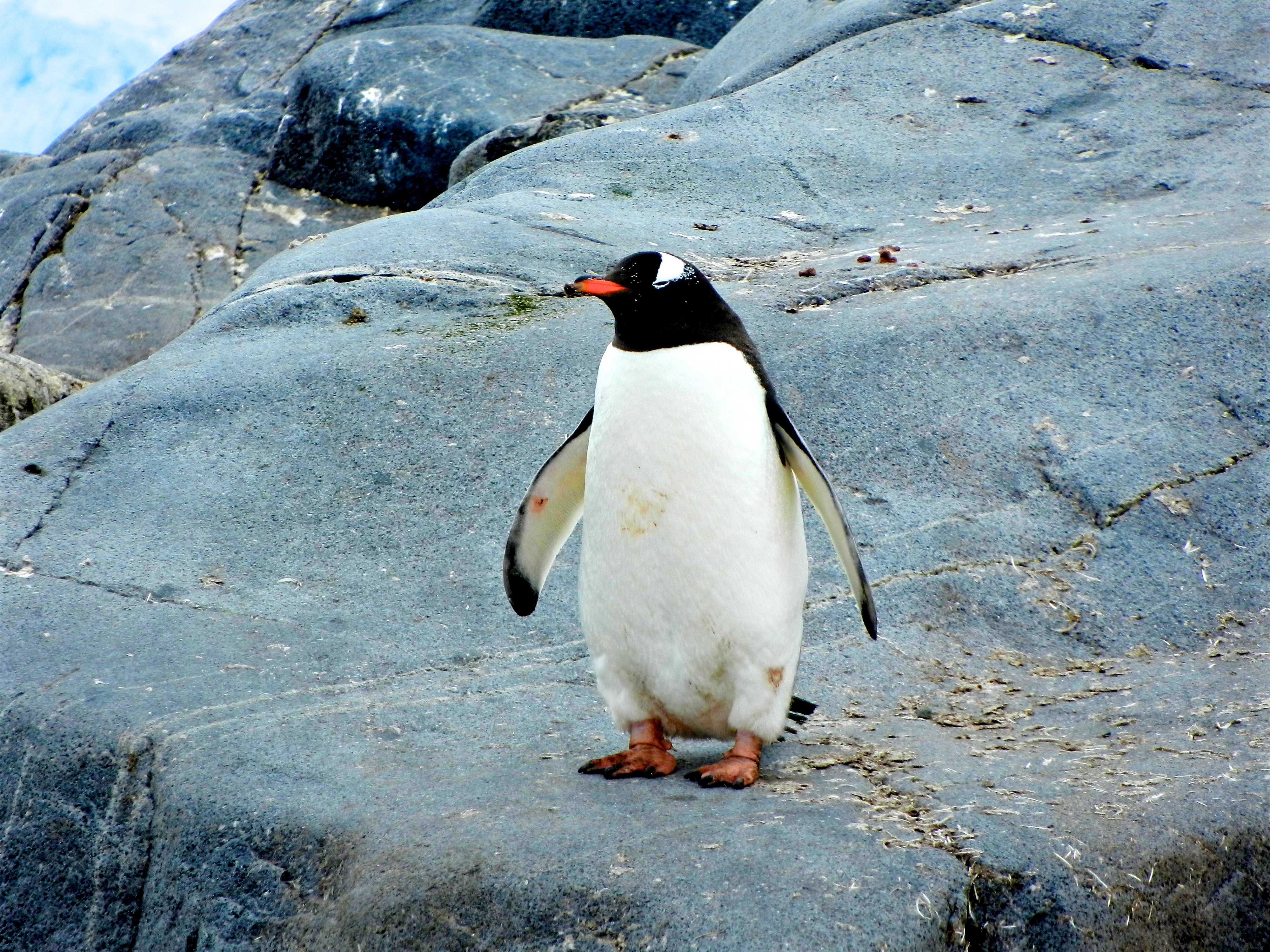 PCデスクトップに動物, 鳥, ストーンズ, ペンギン画像を無料でダウンロード