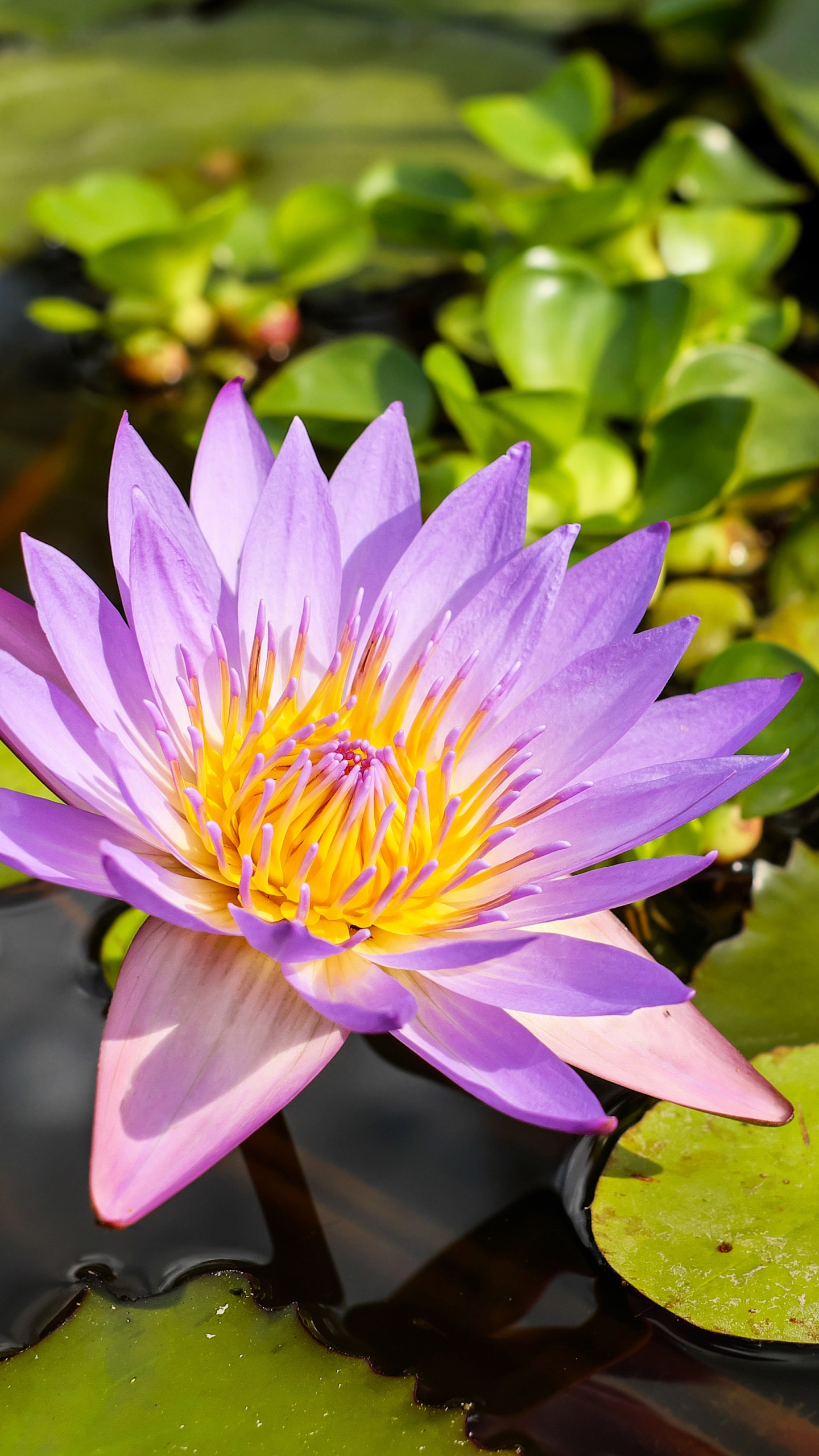 Free download wallpaper Flowers, Flower, Earth, Water Lily, Purple Flower, Lily Pad on your PC desktop