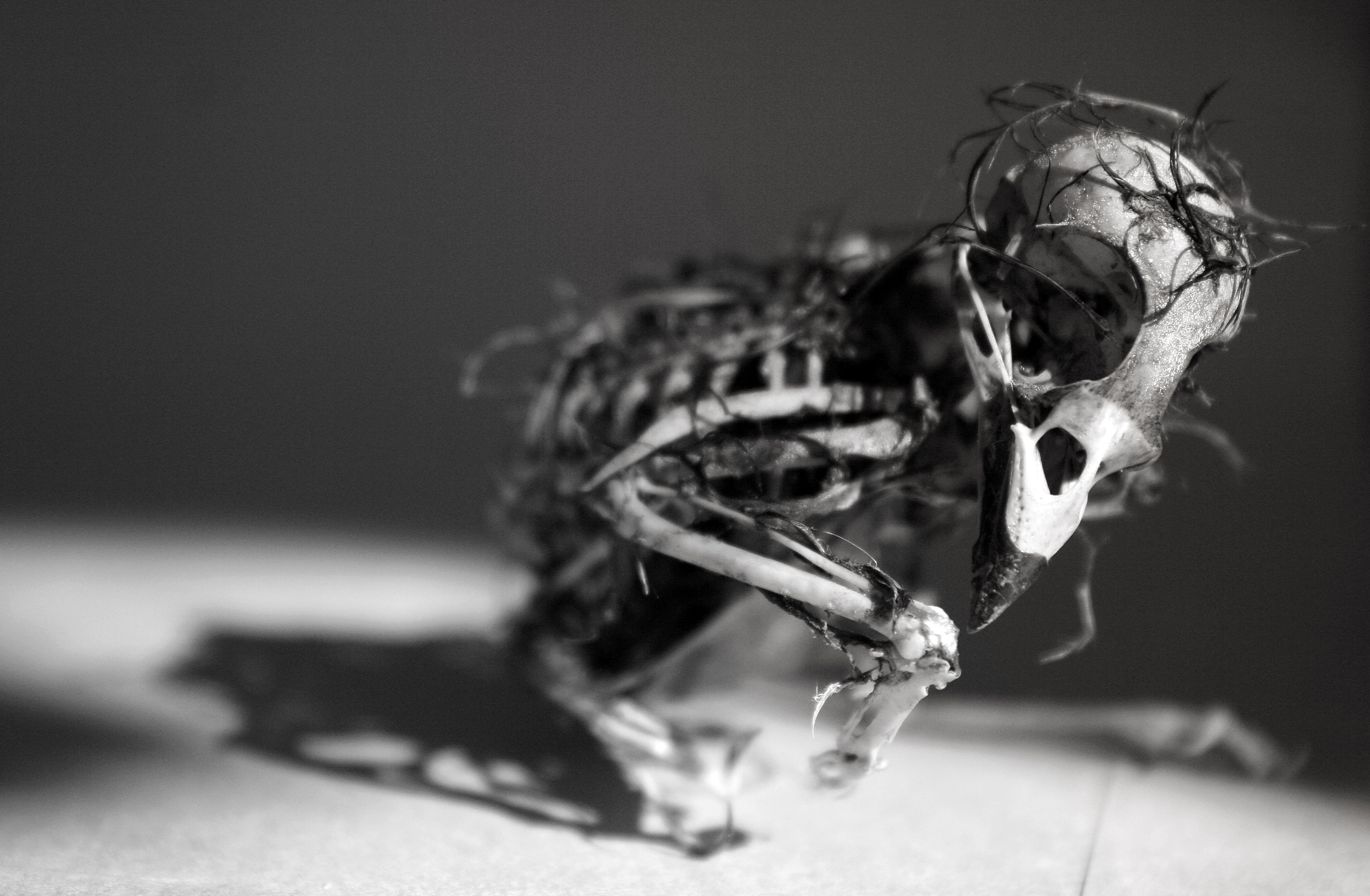 Free download wallpaper Dark, Skeleton on your PC desktop