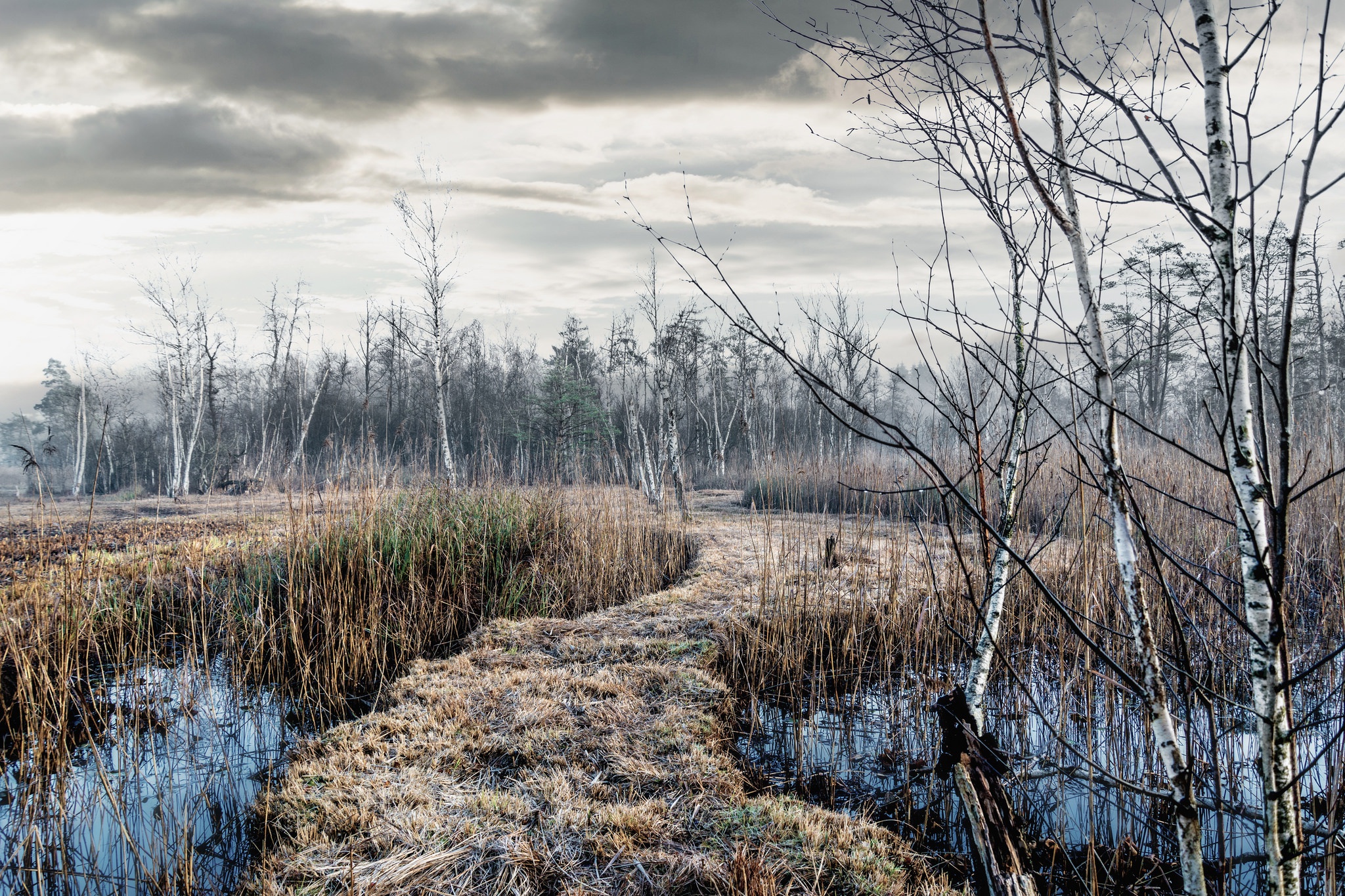 Free download wallpaper Nature, Swamp, Forest, Tree, Earth, Path, Birch on your PC desktop