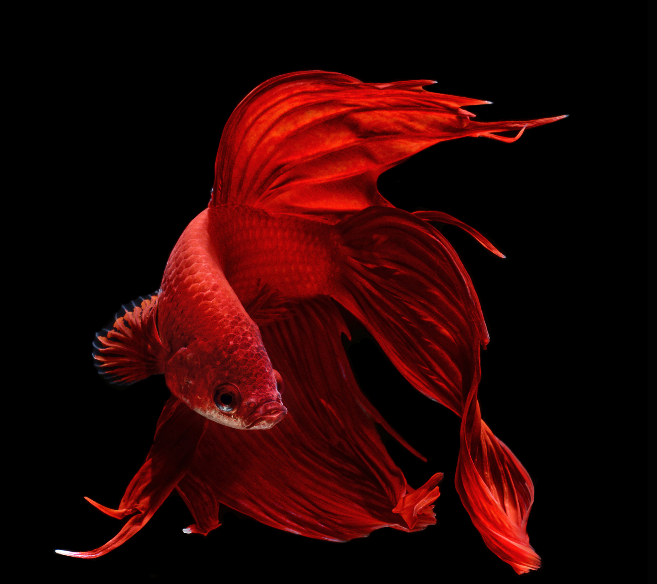 1280523 baixar imagens animais, betta, peixe lutador siamês - papéis de parede e protetores de tela gratuitamente