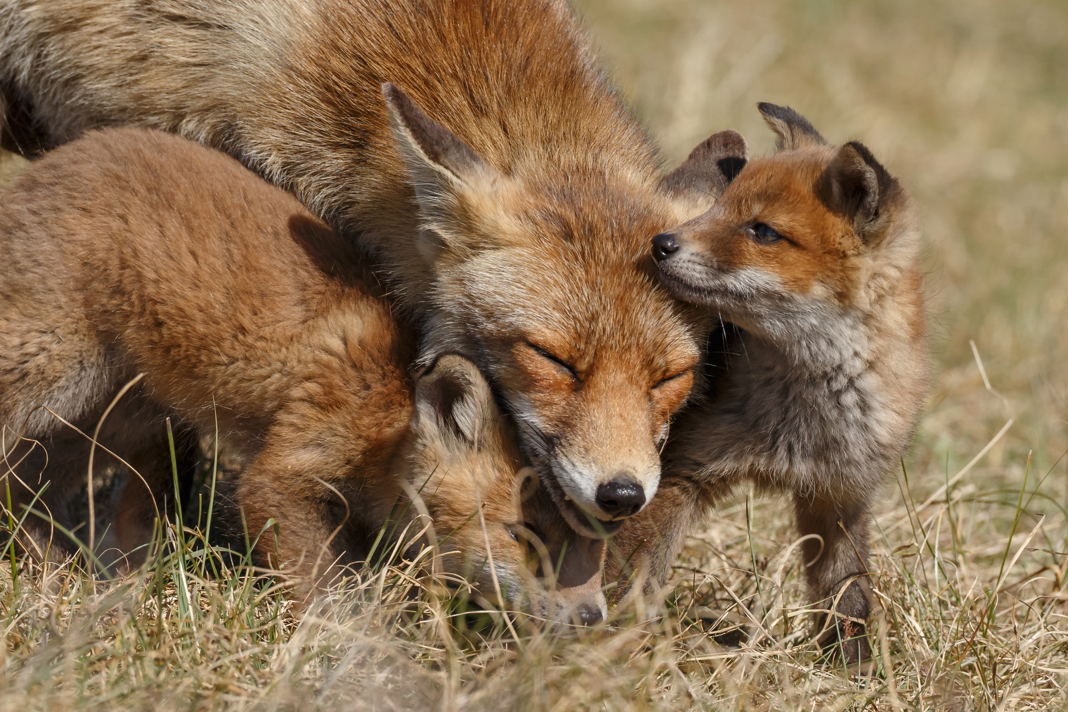 Download mobile wallpaper Fox, Animal, Baby Animal, Cub for free.