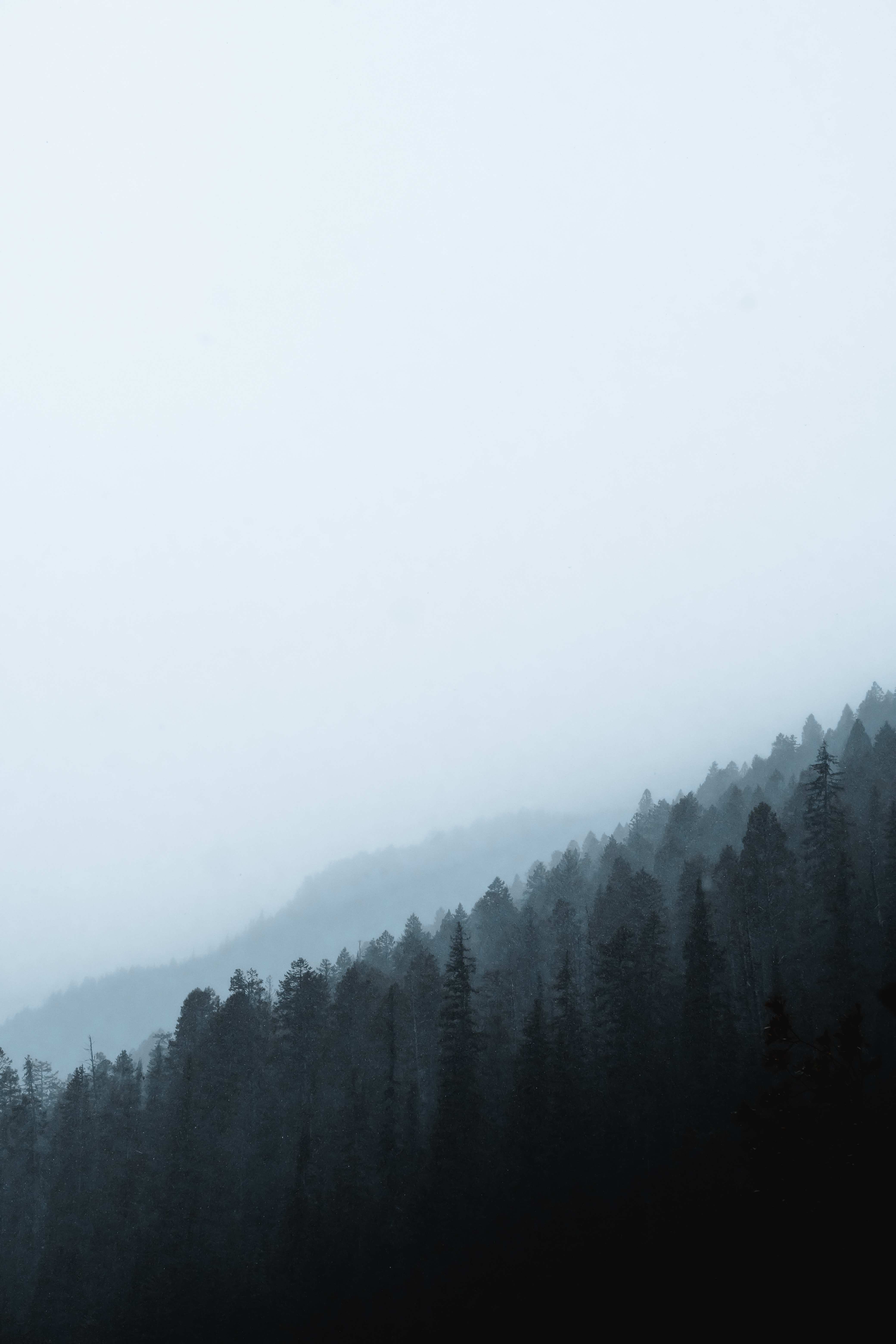 nature, pine, coniferous, forest, fog, slope High Definition image