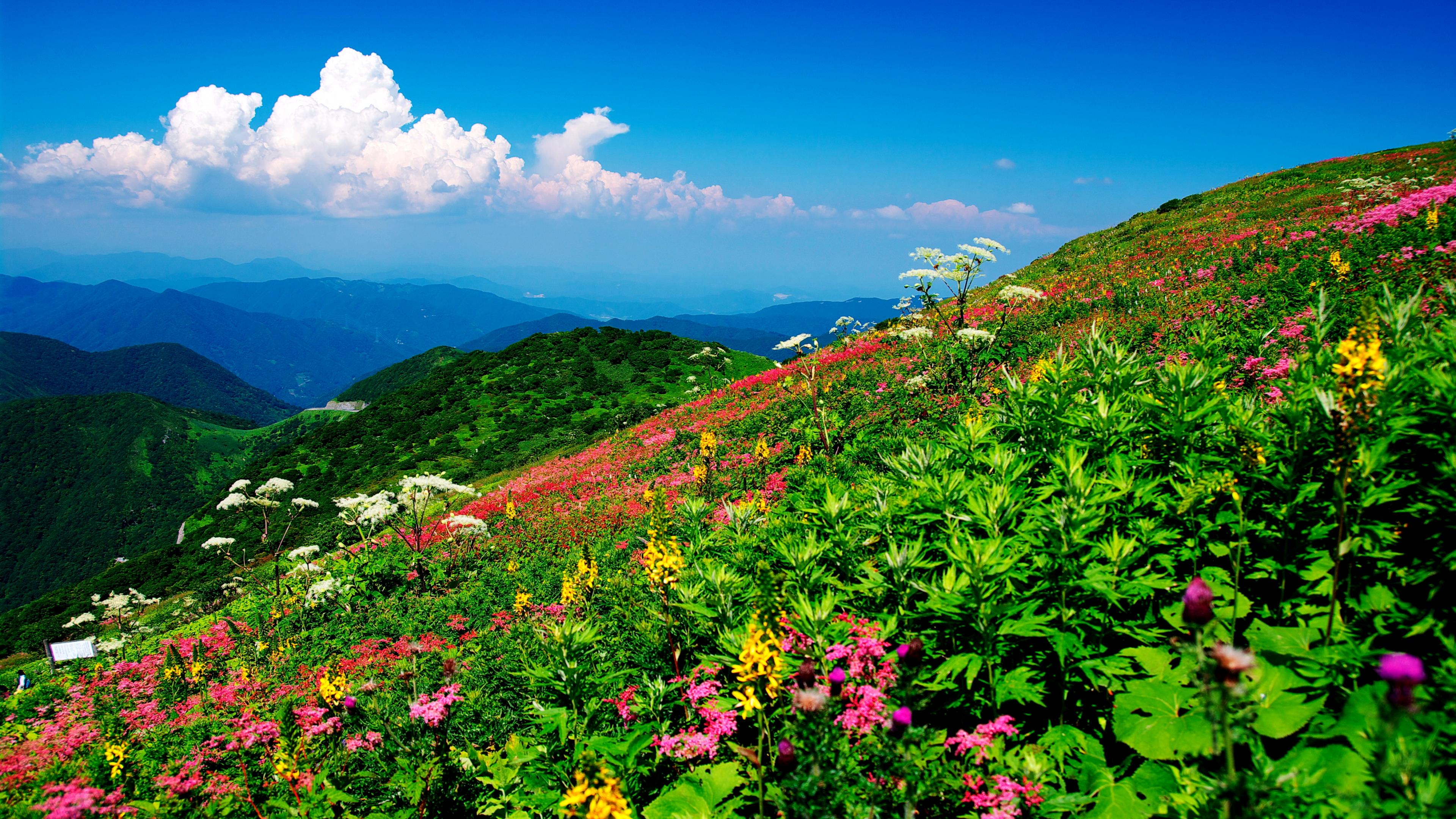 Download mobile wallpaper Landscape, Mountain, Flower, Earth, Hill, Cloud for free.
