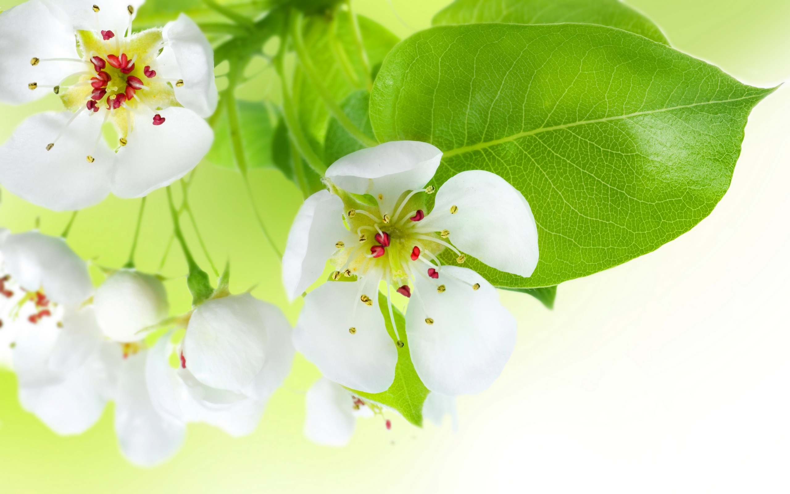 Descarga gratuita de fondo de pantalla para móvil de Flores, Flor, De Cerca, Florecer, Flor Blanca, Tierra/naturaleza.